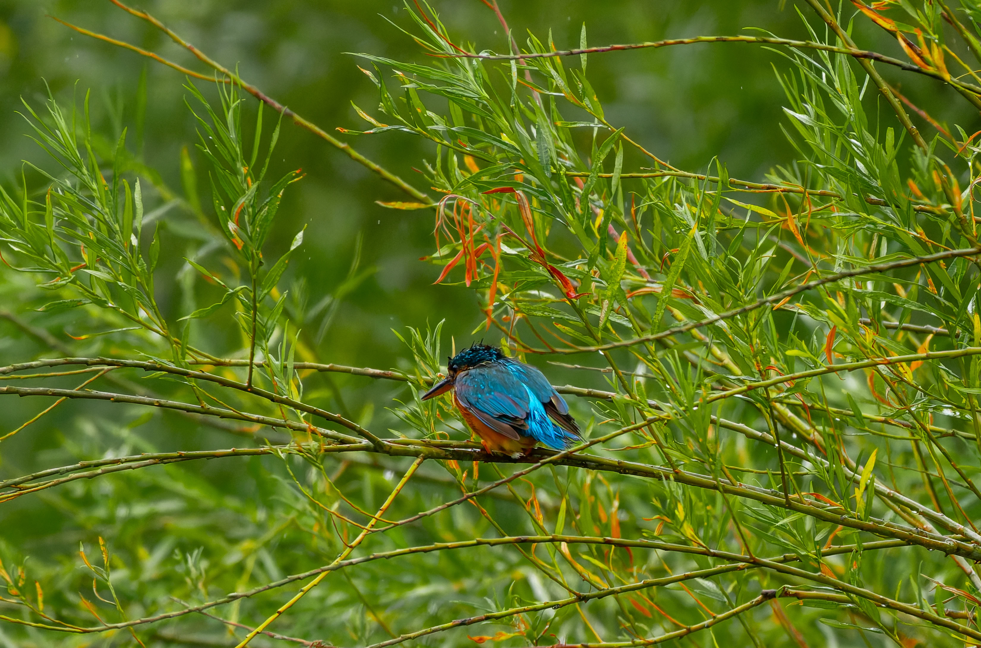 Kingfisher, River Wye, UK — photo by Orlando Prugel-Bennett