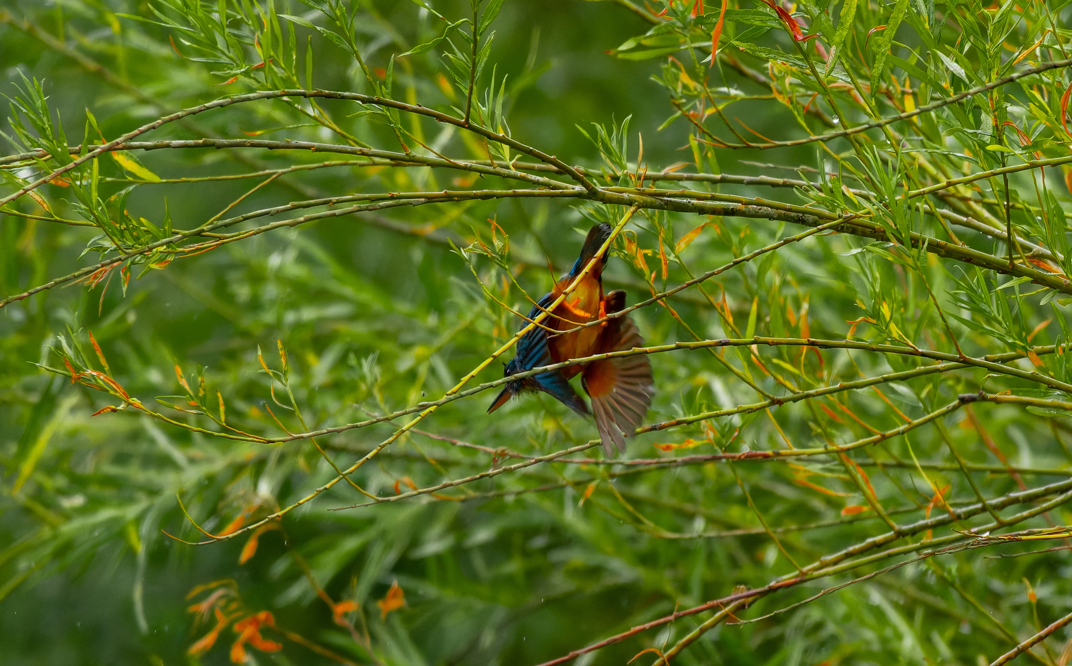 Kingfisher, River Wye, UK — photo by Orlando Prugel-Bennett