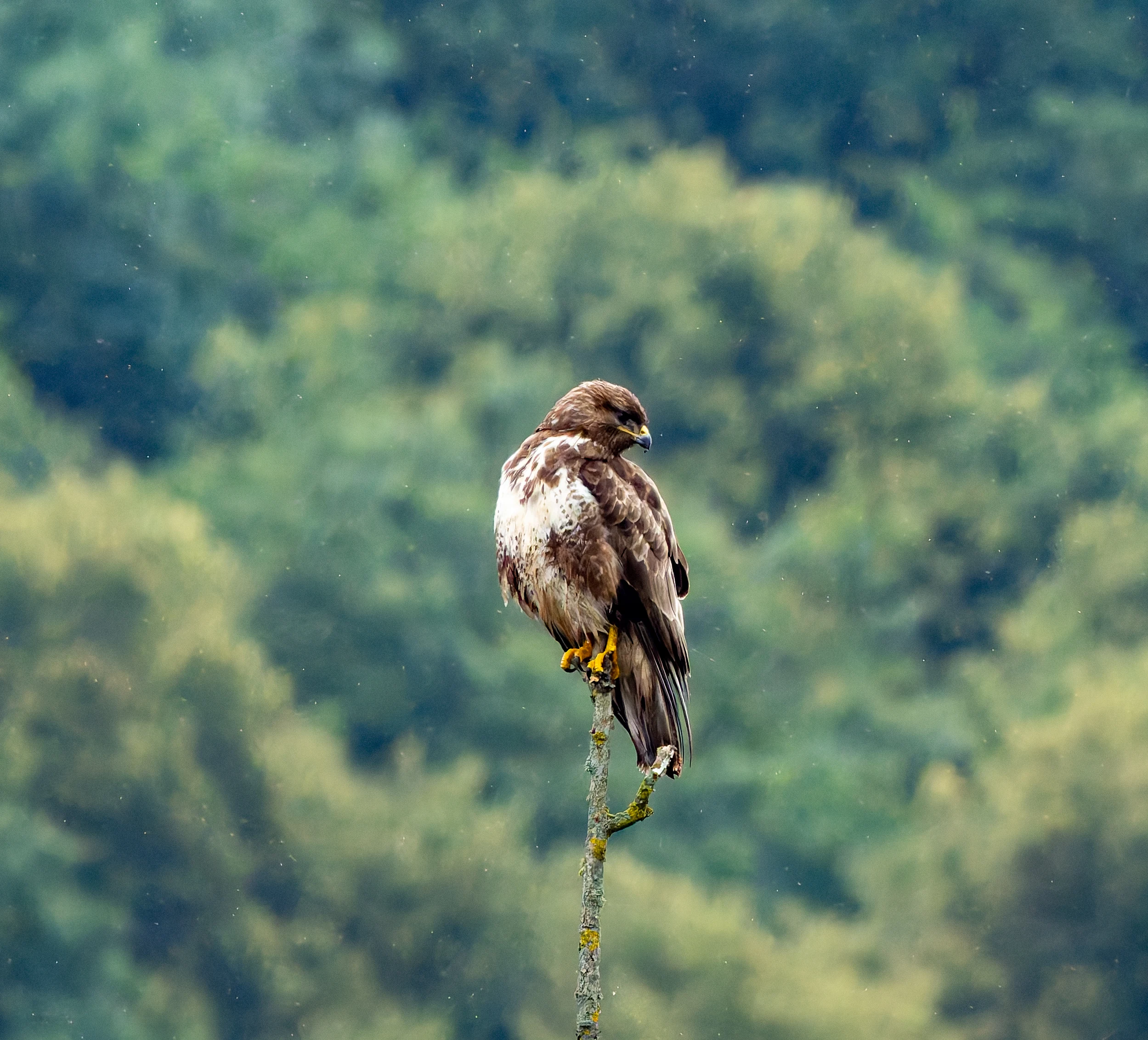 Common Buzzard, River Wye, UK — photo by Orlando Prugel-Bennett