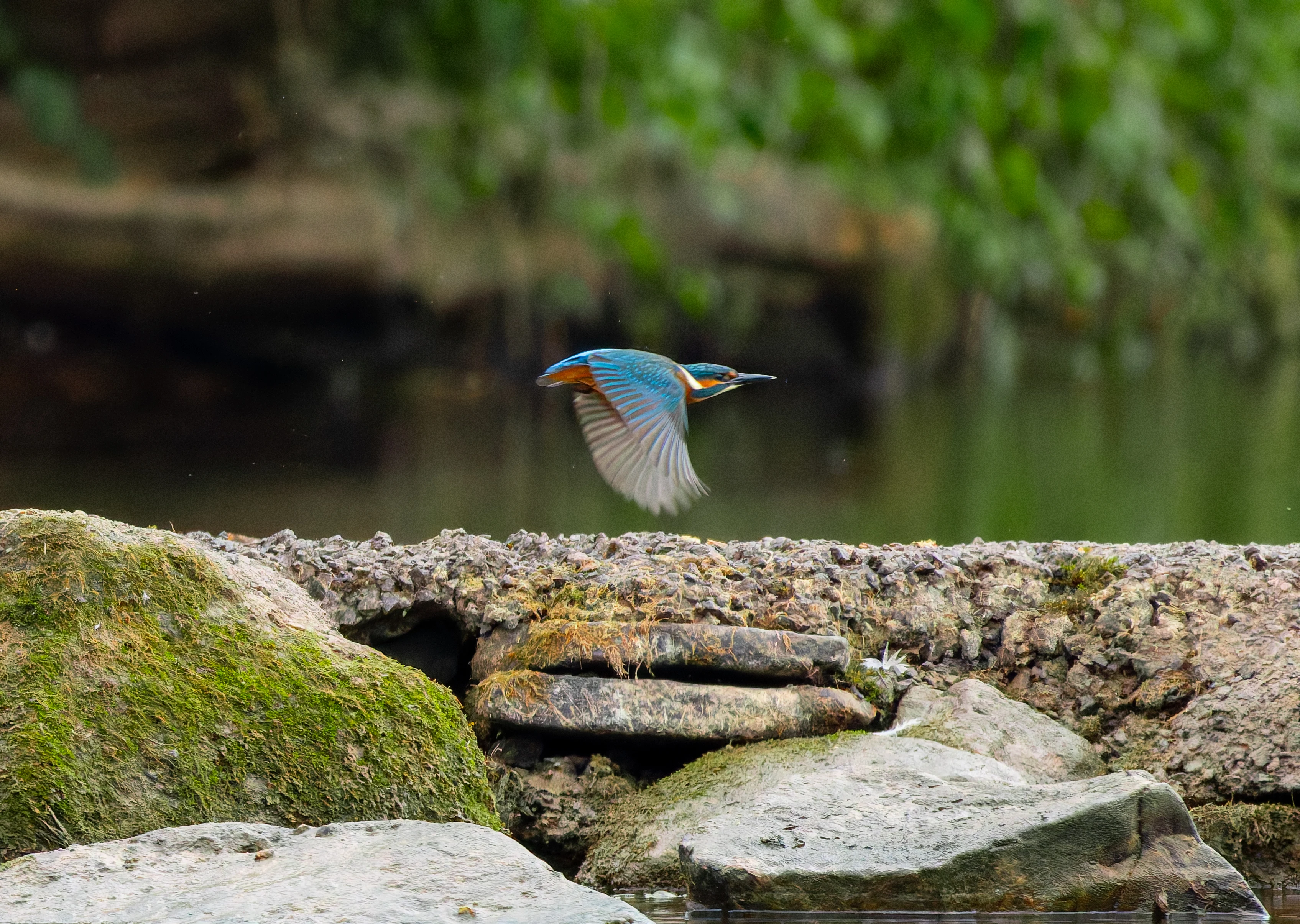 Kingfisher, River Wye, UK — photo by Orlando Prugel-Bennett