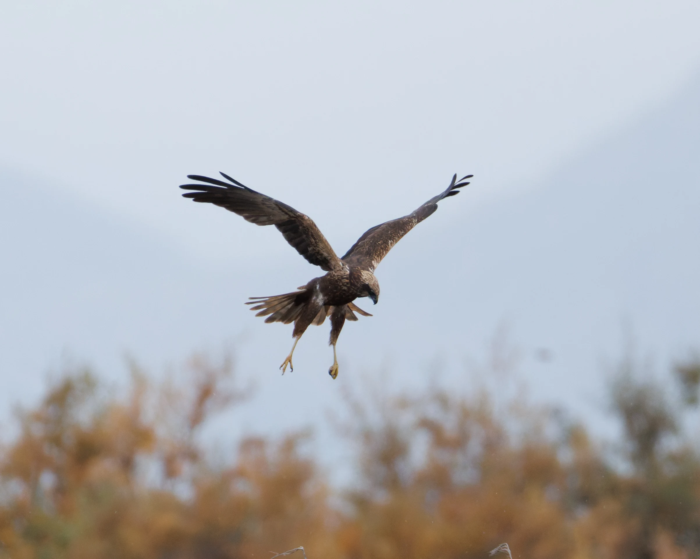 Western Marsh Harrier, Clot de Galvany, Alicante, Spain — photo by Orlando Prugel-Bennett