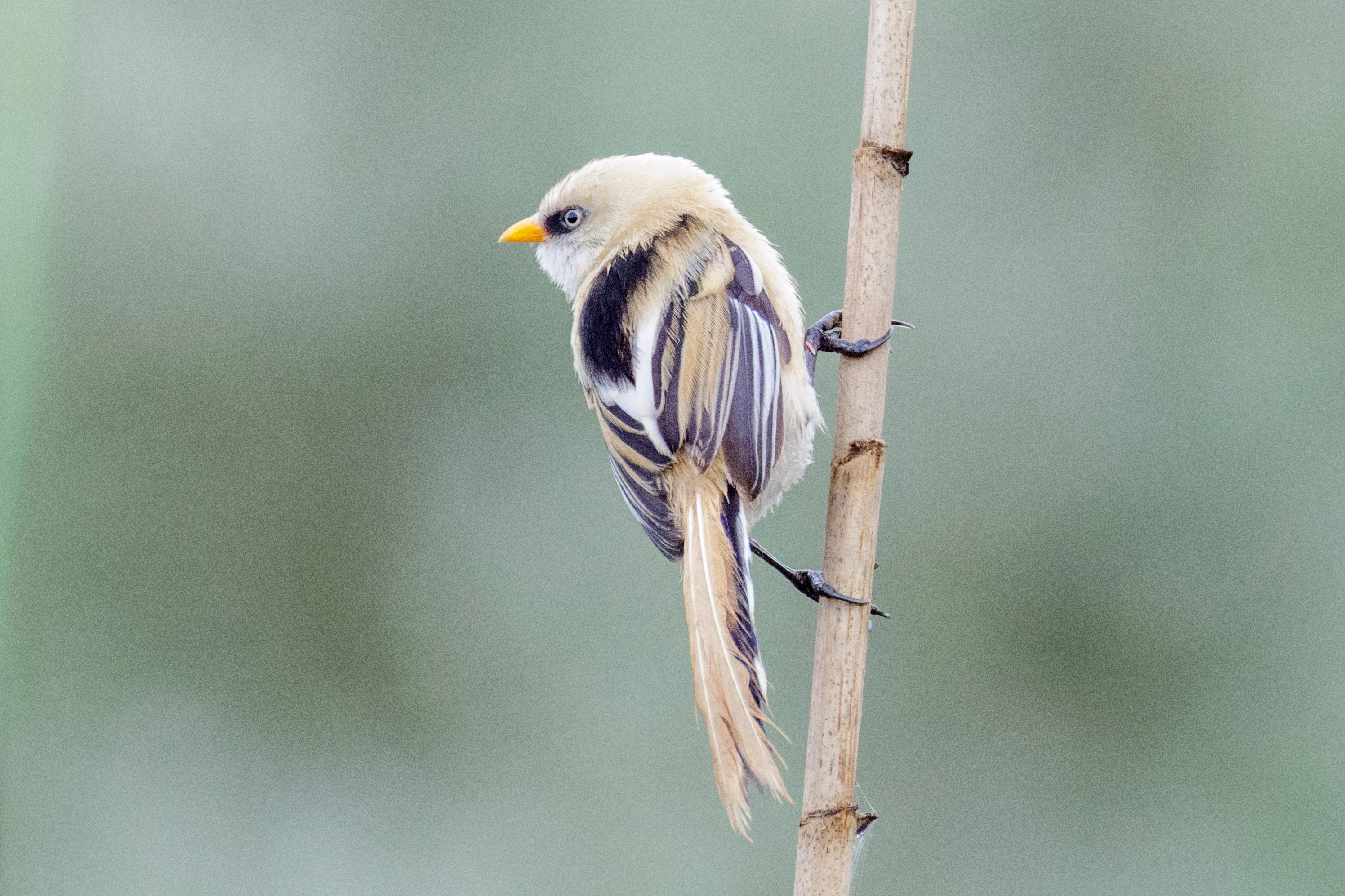 Bearded Reedling, Danube Delta, Romania — photo by Orlando Prugel-Bennett