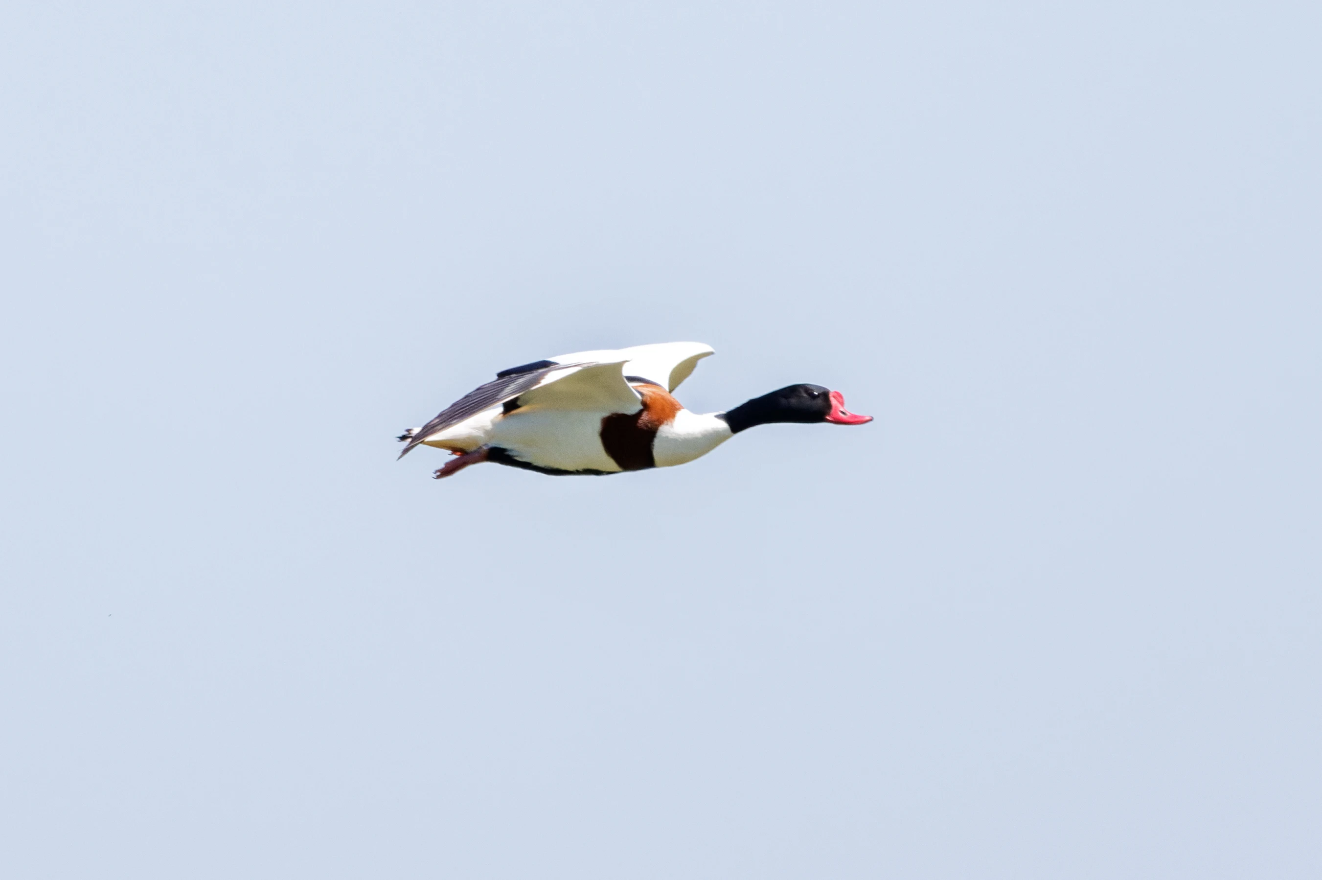 Common Shelduck in flight, Romanian Steppe, Romania — photo by Orlando Prugel-Bennett