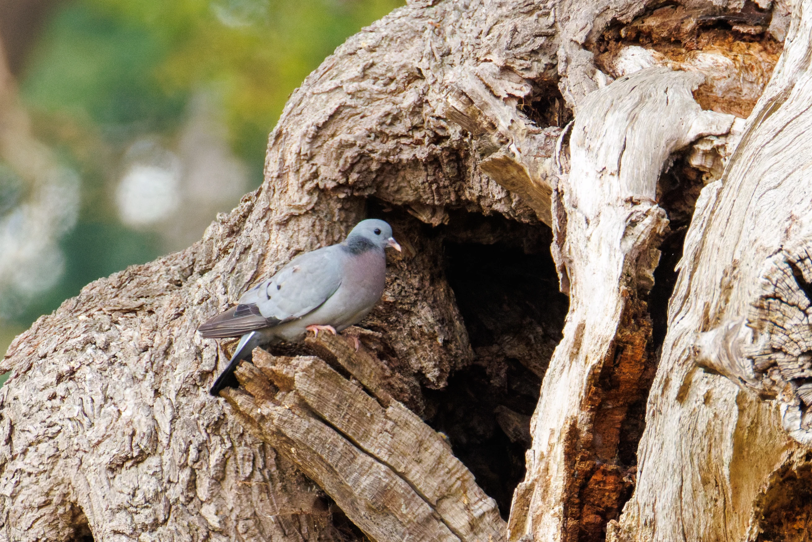 Stock Dove, Dogmersfield, Hampshire, UK — photo by Orlando Prugel-Bennett