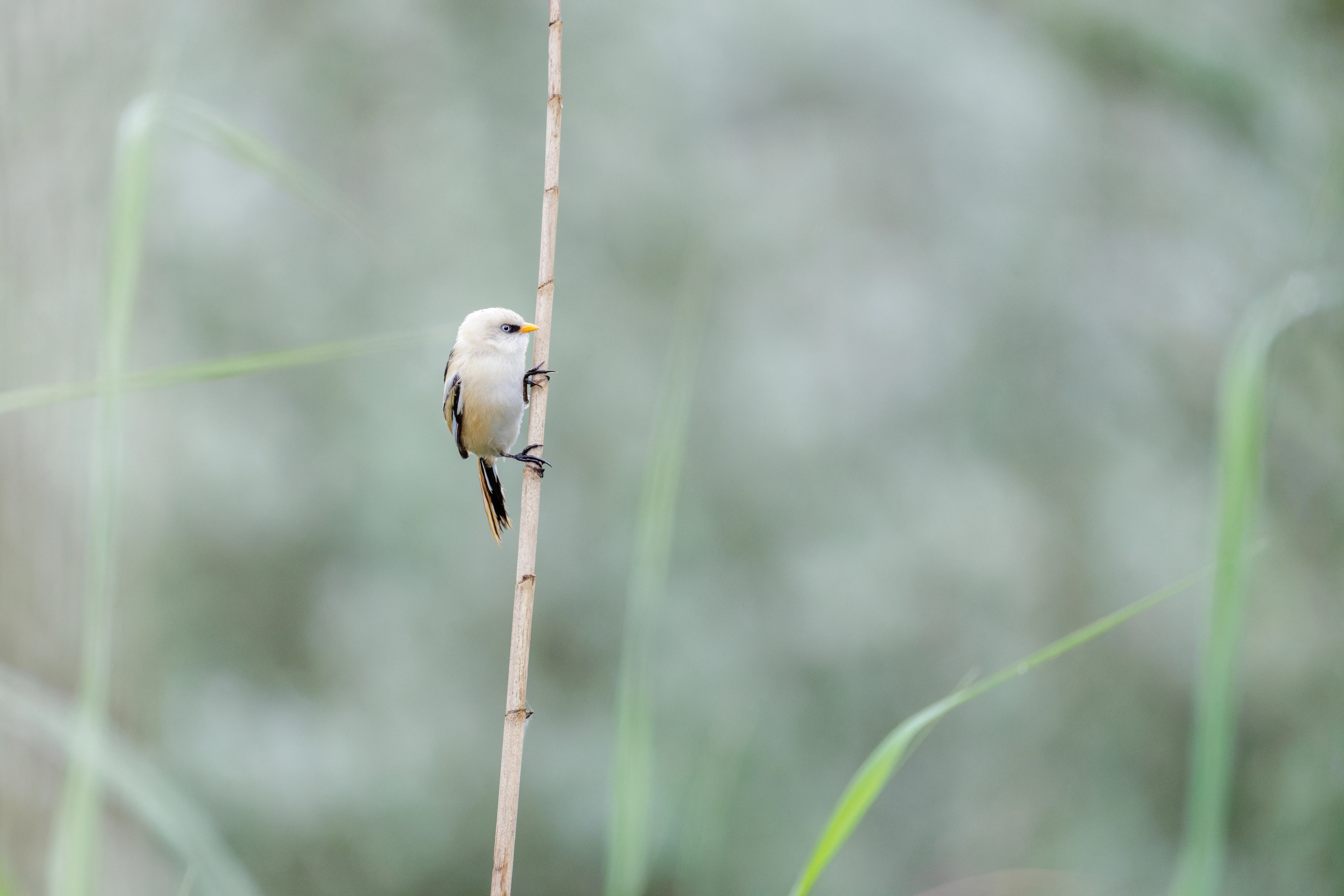 Bearded Reedling, Danube Delta, Romania — photo by Orlando Prugel-Bennett