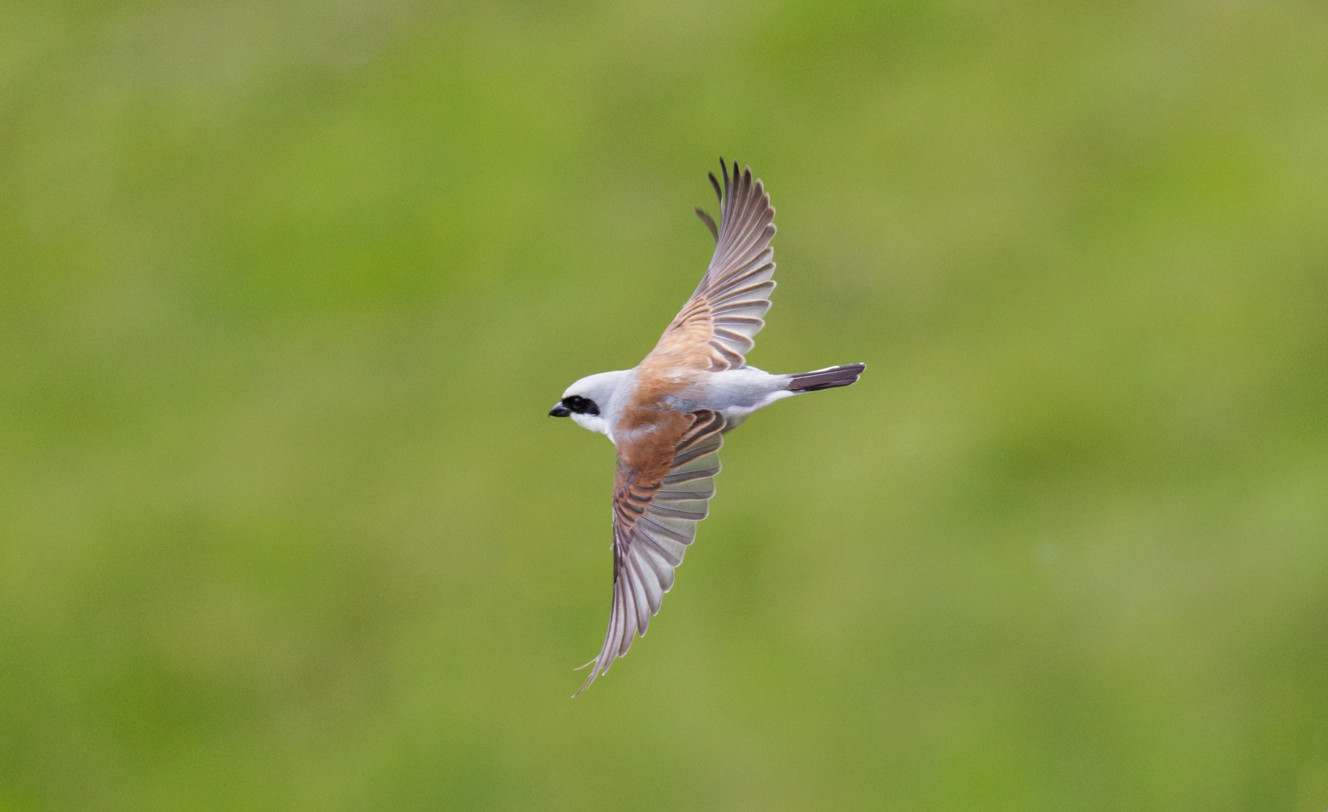 Red-backed Shrike, Transylvania, Romania — photo by Orlando Prugel-Bennett
