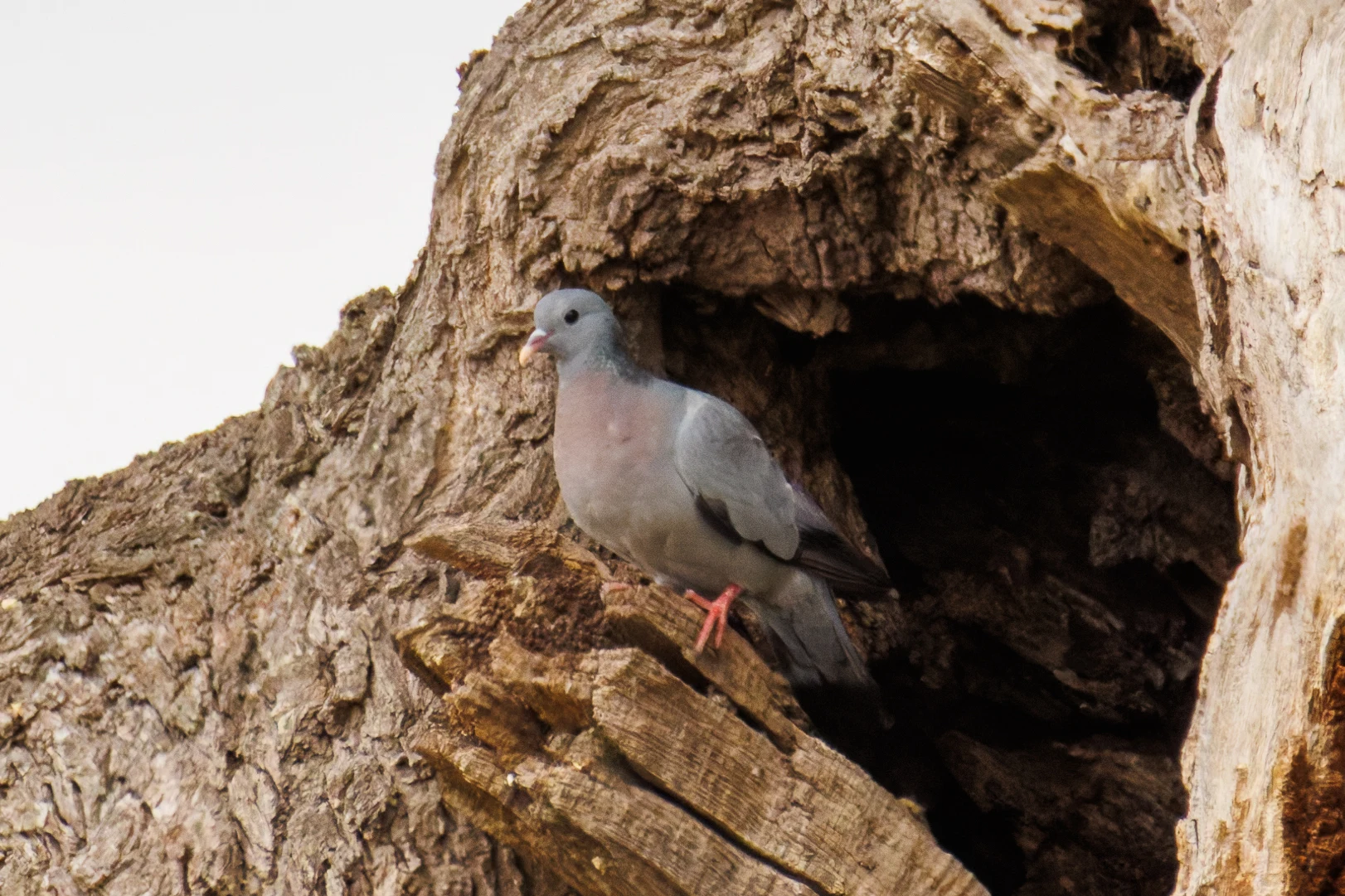 Stock Dove, Dogmersfield, Hampshire, UK — photo by Orlando Prugel-Bennett