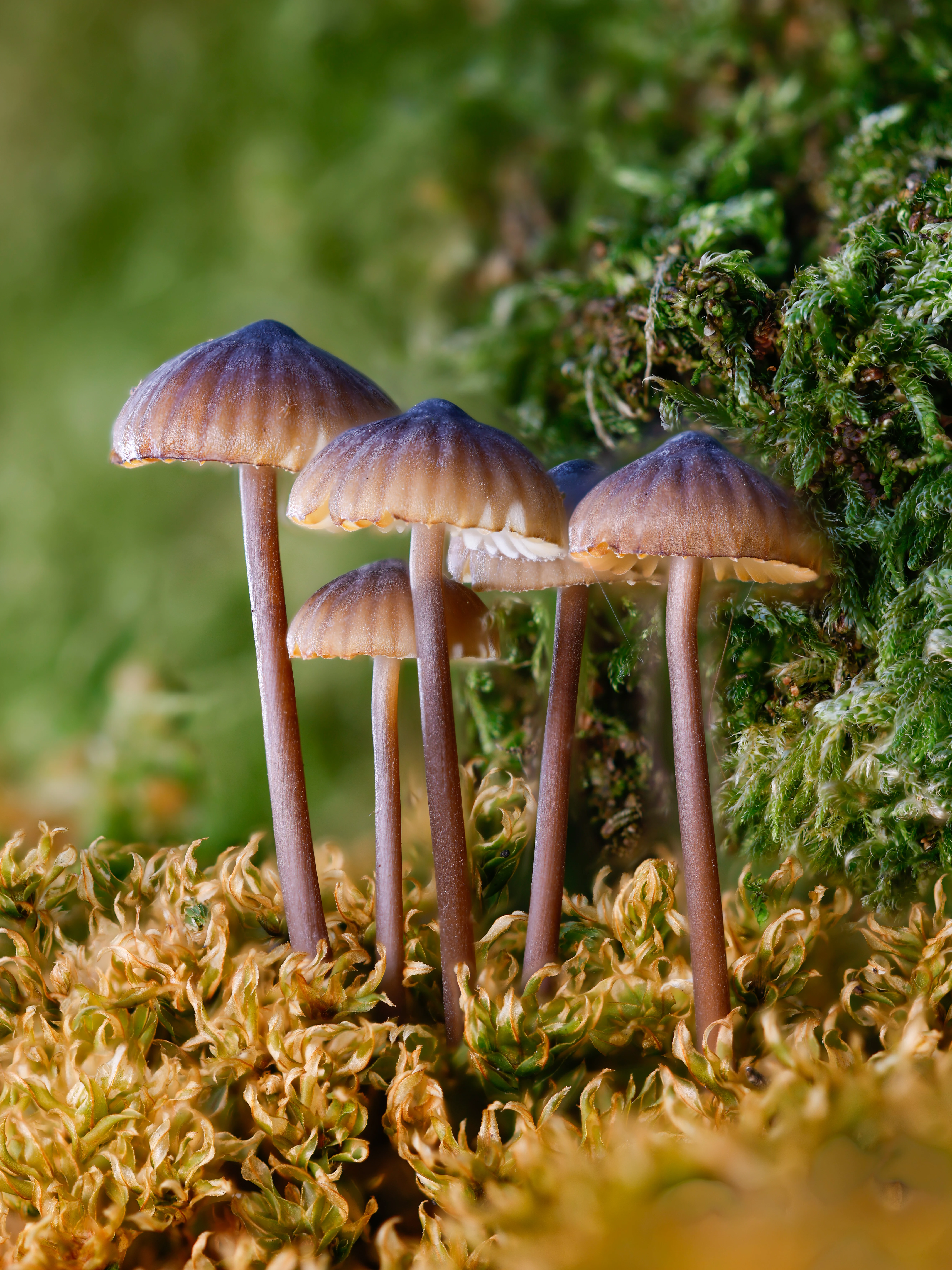 Bonnet mushrooms, Hawkhill Enclosure, Hampshire, UK — photo by Orlando Prugel-Bennett