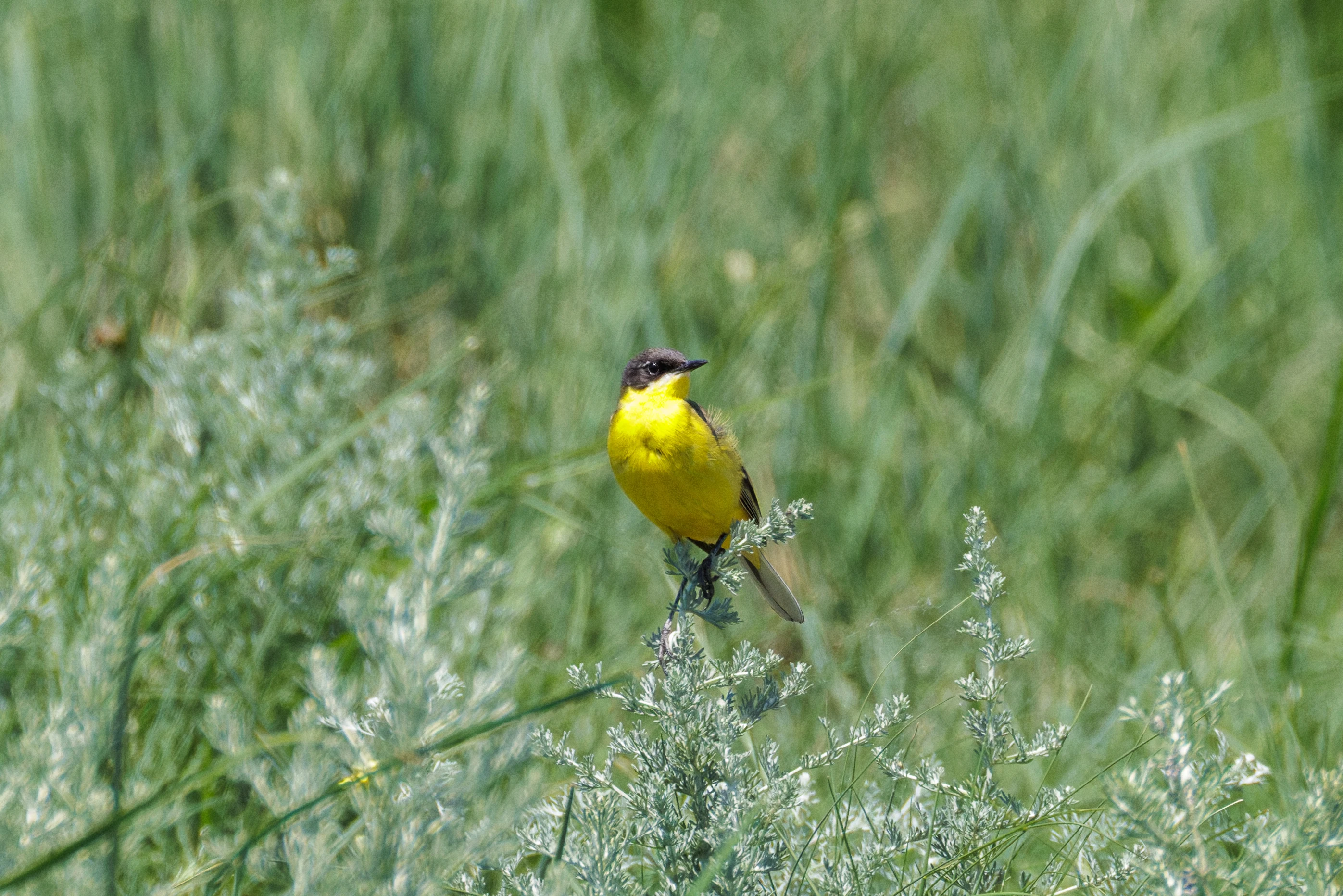 Yellow Wagtail, Romanian Steppe, Romania — photo by Orlando Prugel-Bennett