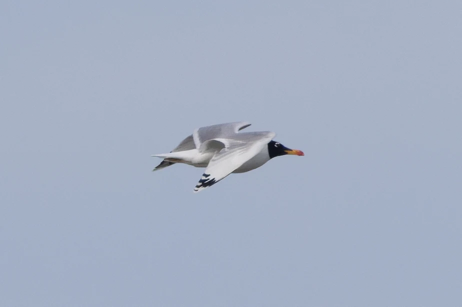 Pallas's Gull, Danube Delta, Romania — photo by Orlando Prugel-Bennett