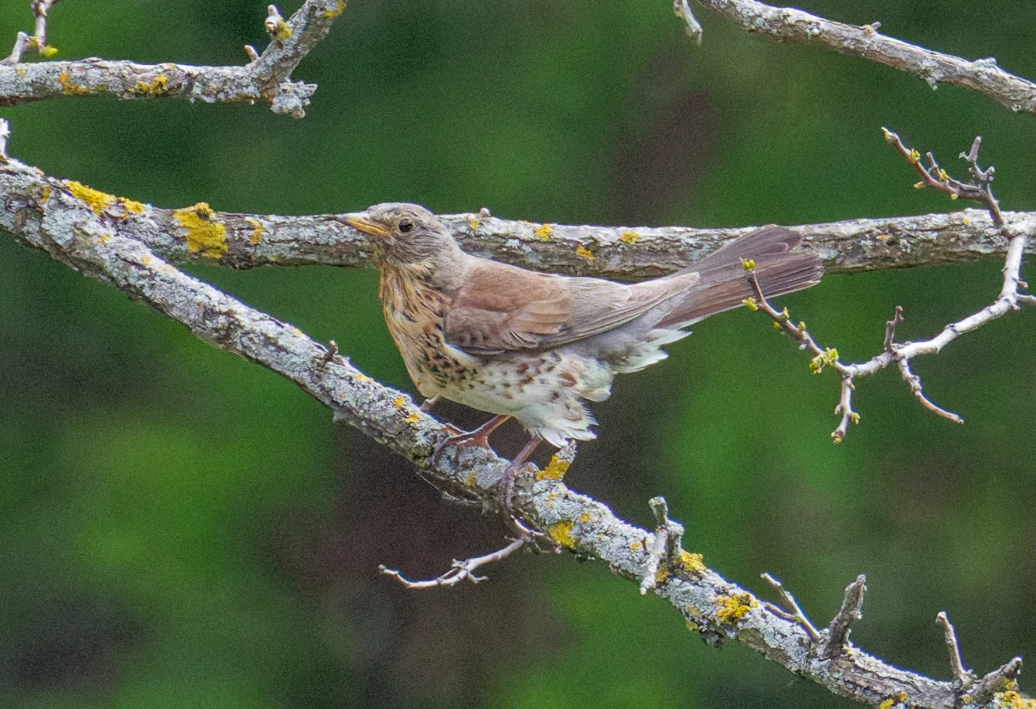 Fieldfare, Transylvania, Romania — photo by Orlando Prugel-Bennett