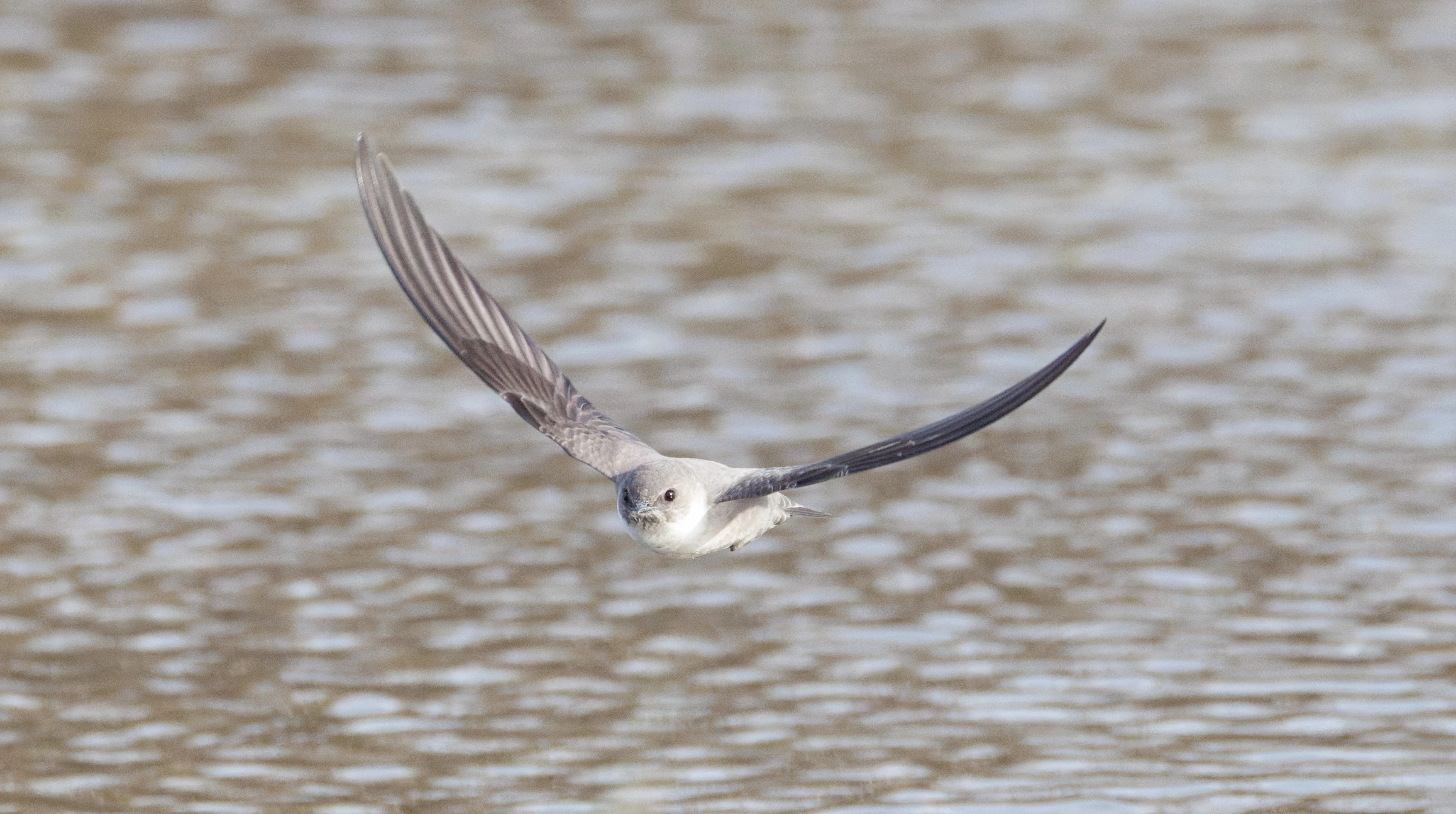 Sand Martin, El Hondo, Spain — photo by Orlando Prugel-Bennett