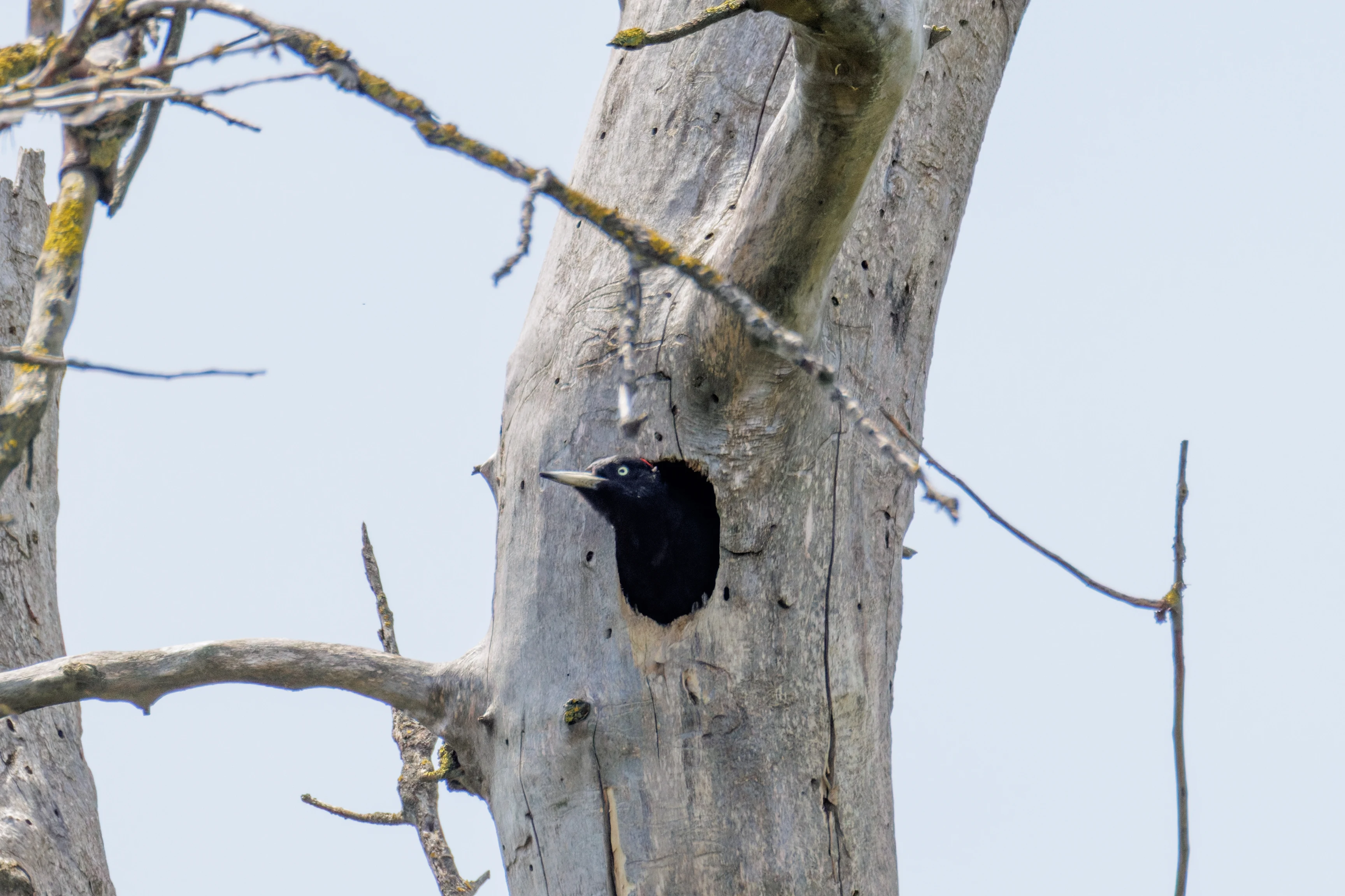 Black Woodpecker in nest hole, Danube Delta, Romania — photo by Orlando Prugel-Bennett