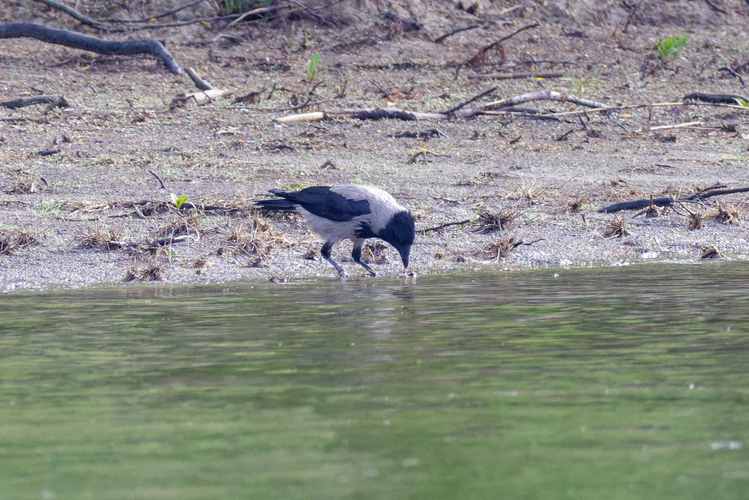 Hooded Crow, Danube Delta, Romania — photo by Orlando Prugel-Bennett