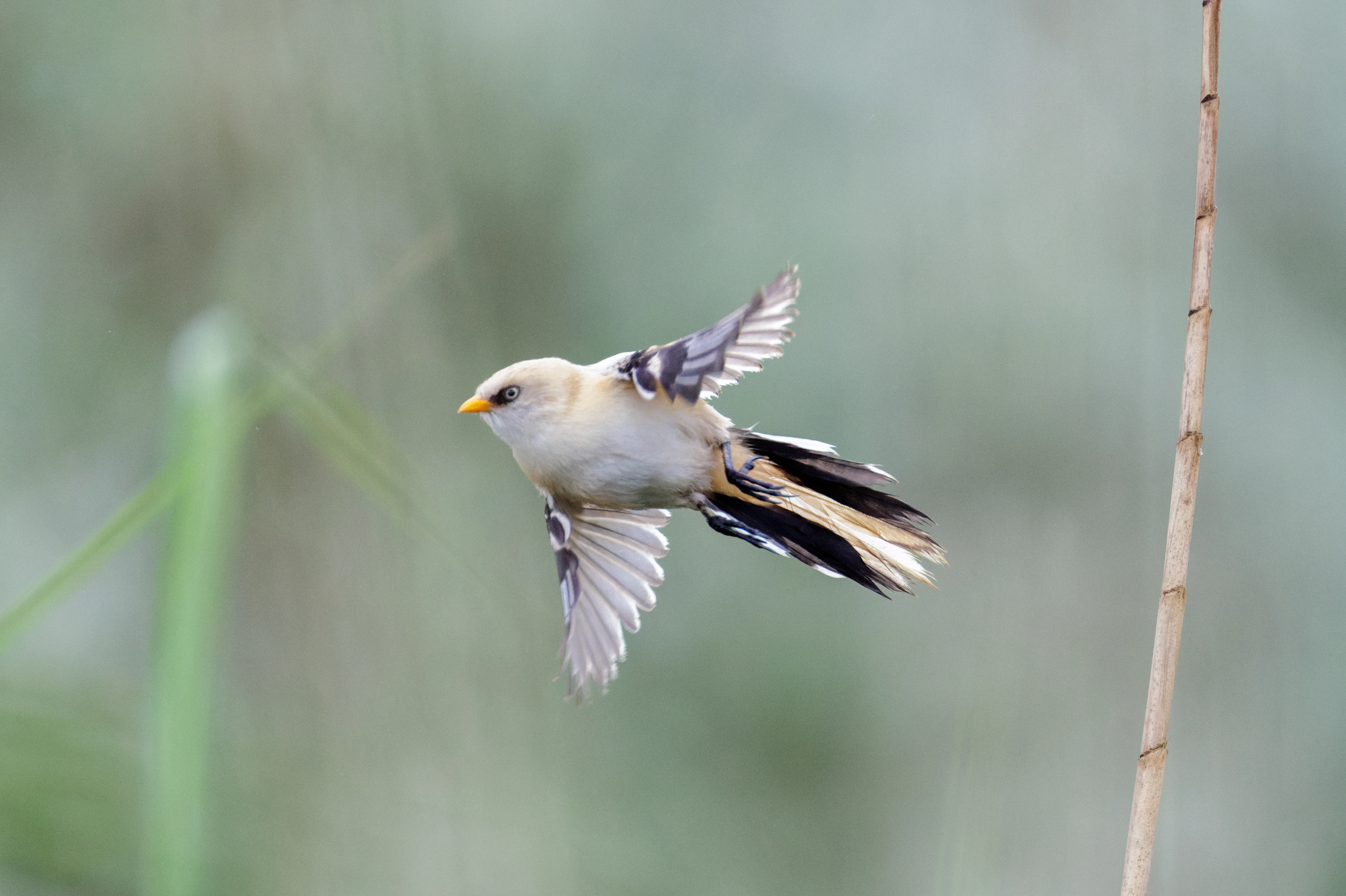 Bearded Reedling in flight, Danube Delta, Romania — photo by Orlando Prugel-Bennett