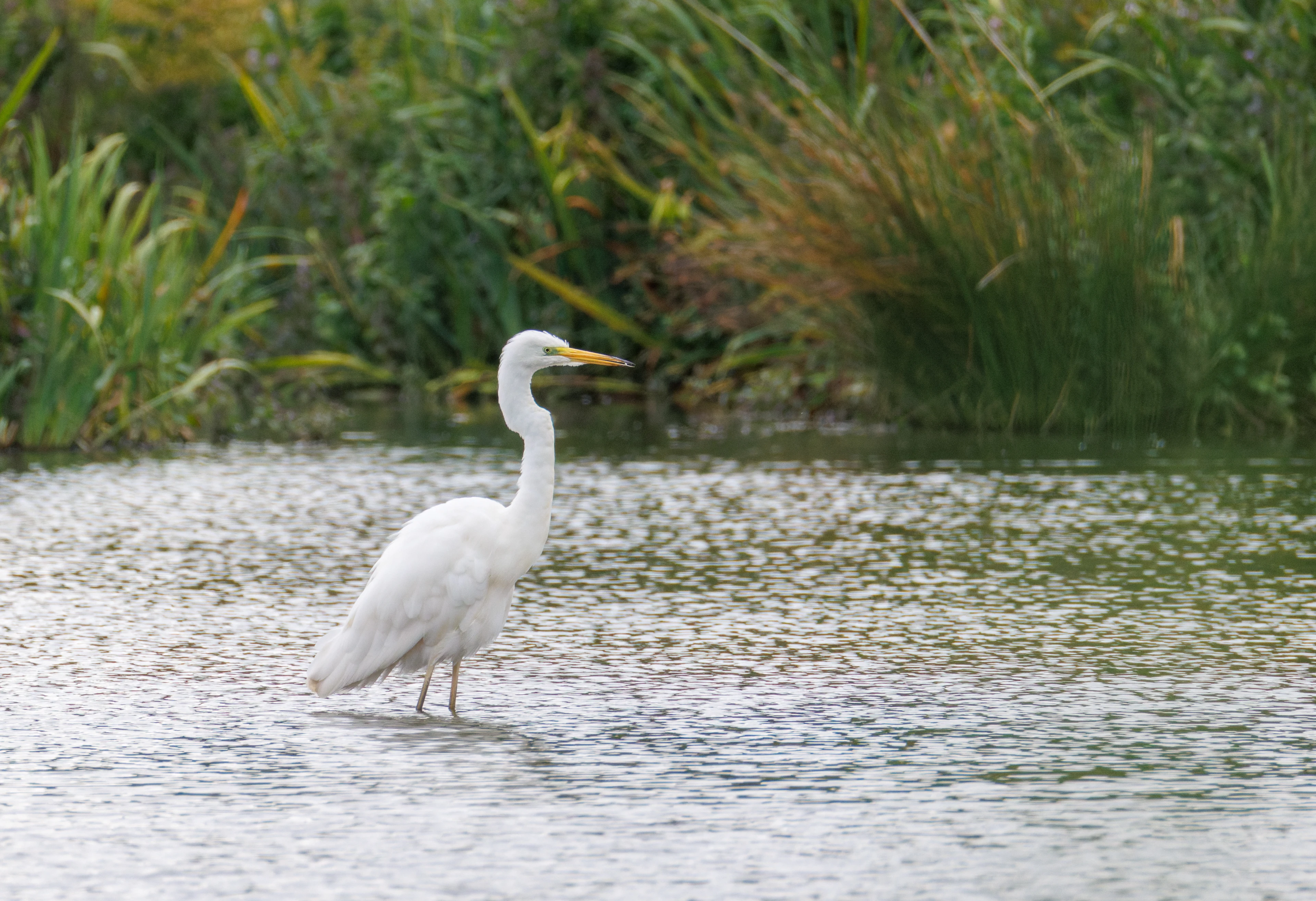 Great Egret, Fishlake Meadows, Romsey, Hampshire, UK — photo by Orlando Prugel-Bennett