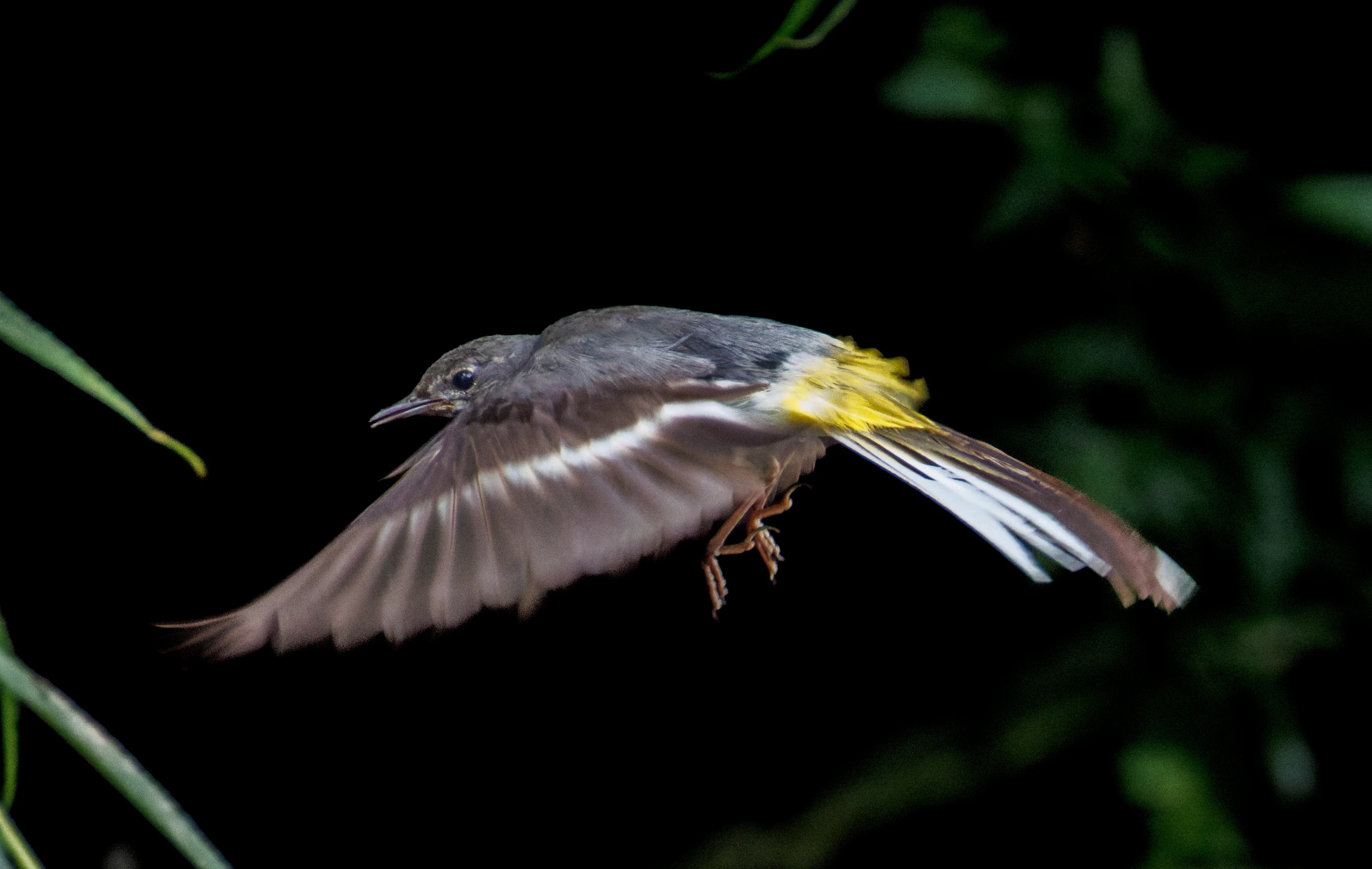 Grey Wagtail, Culham, Oxfordshire, UK — photo by Orlando Prugel-Bennett