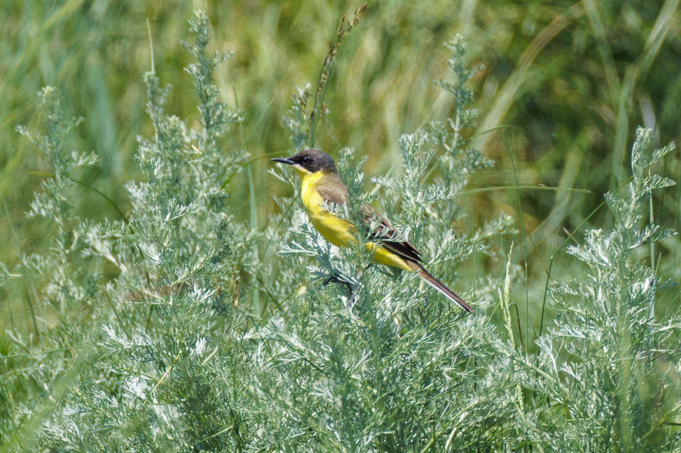 Western Yellow Wagtail, Romanian Steppe, Romania — photo by Orlando Prugel-Bennett