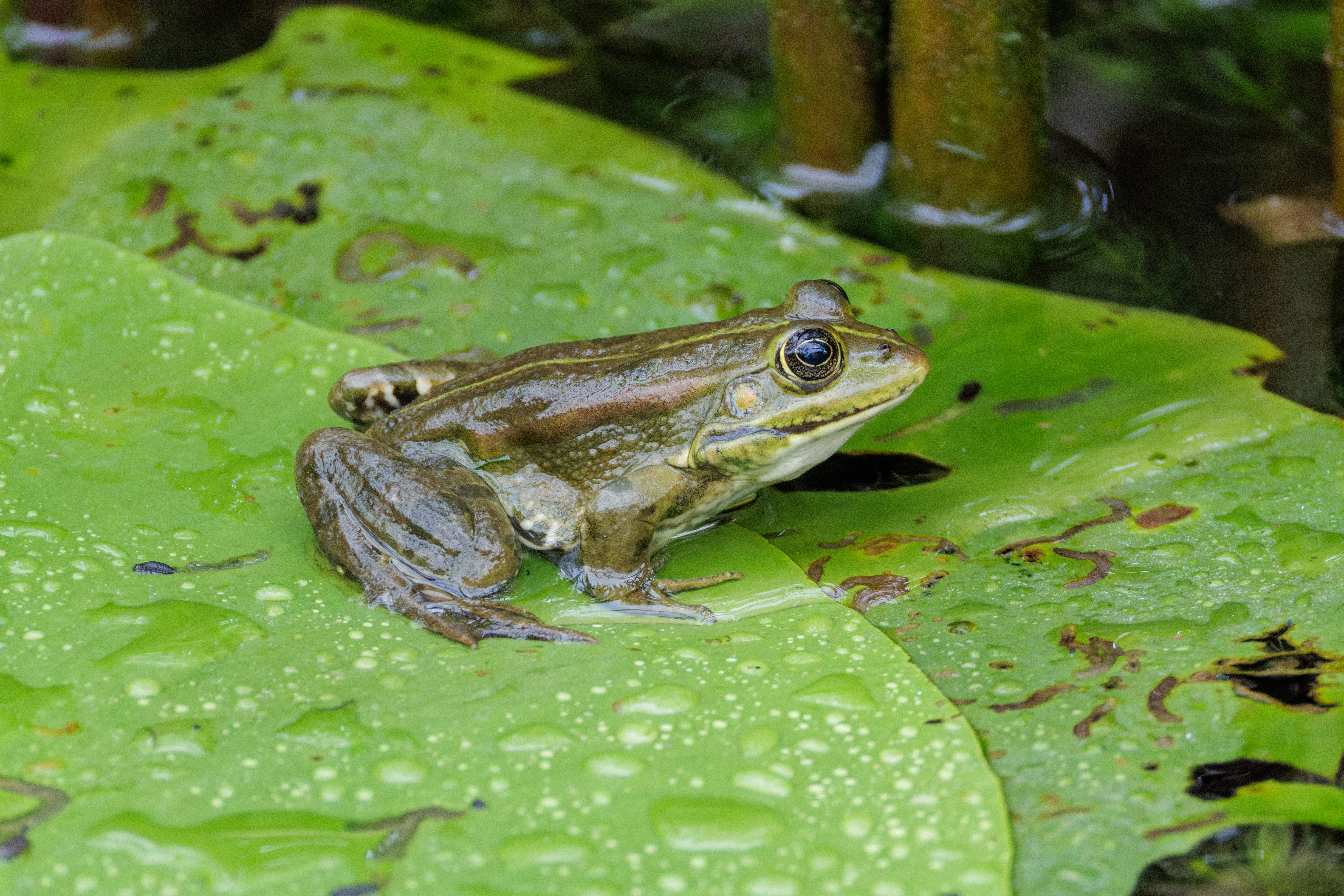 Frog, Danube Delta, Romania — photo by Orlando Prugel-Bennett