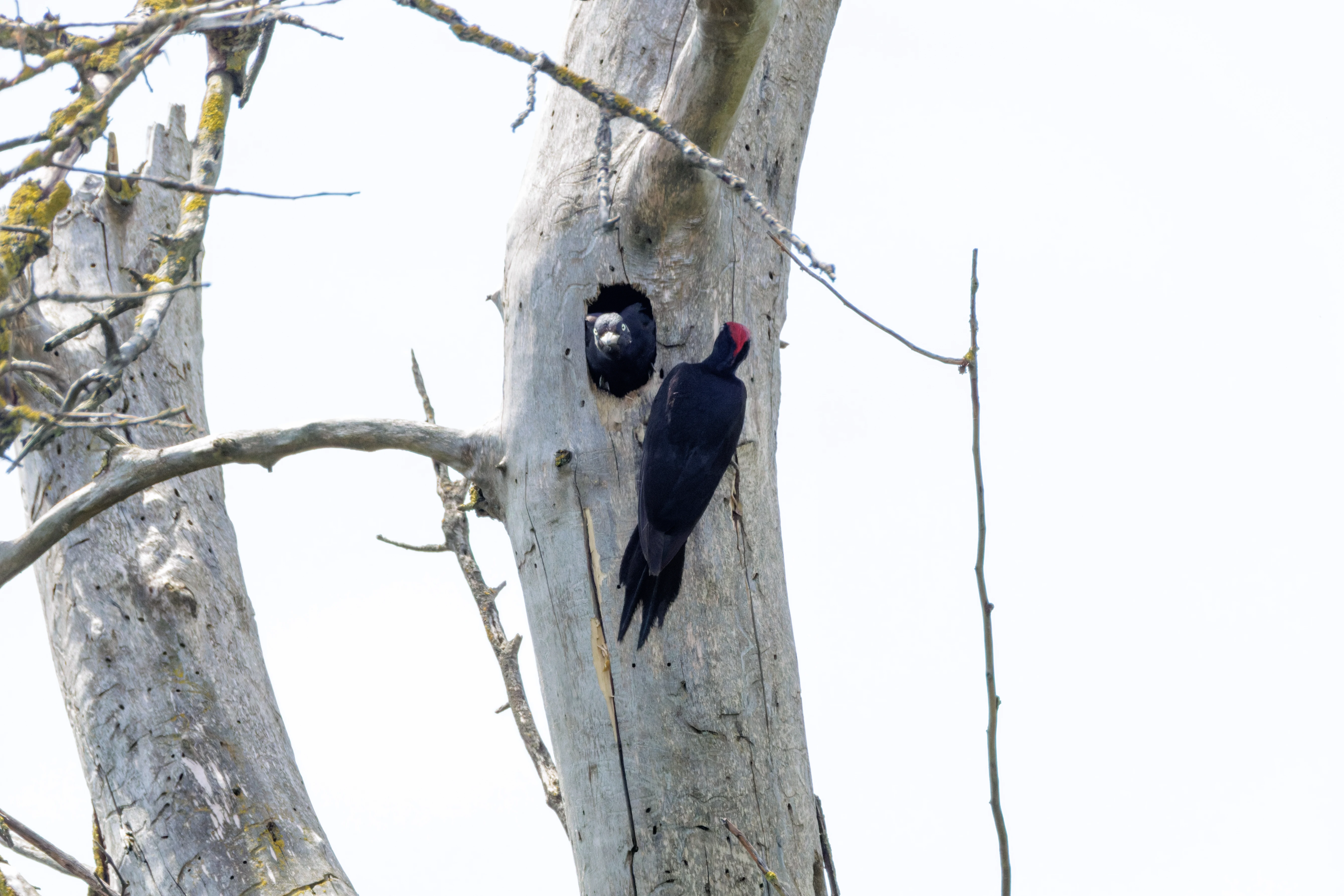 Black Woodpeckers, Danube Delta, Romania — photo by Orlando Prugel-Bennett