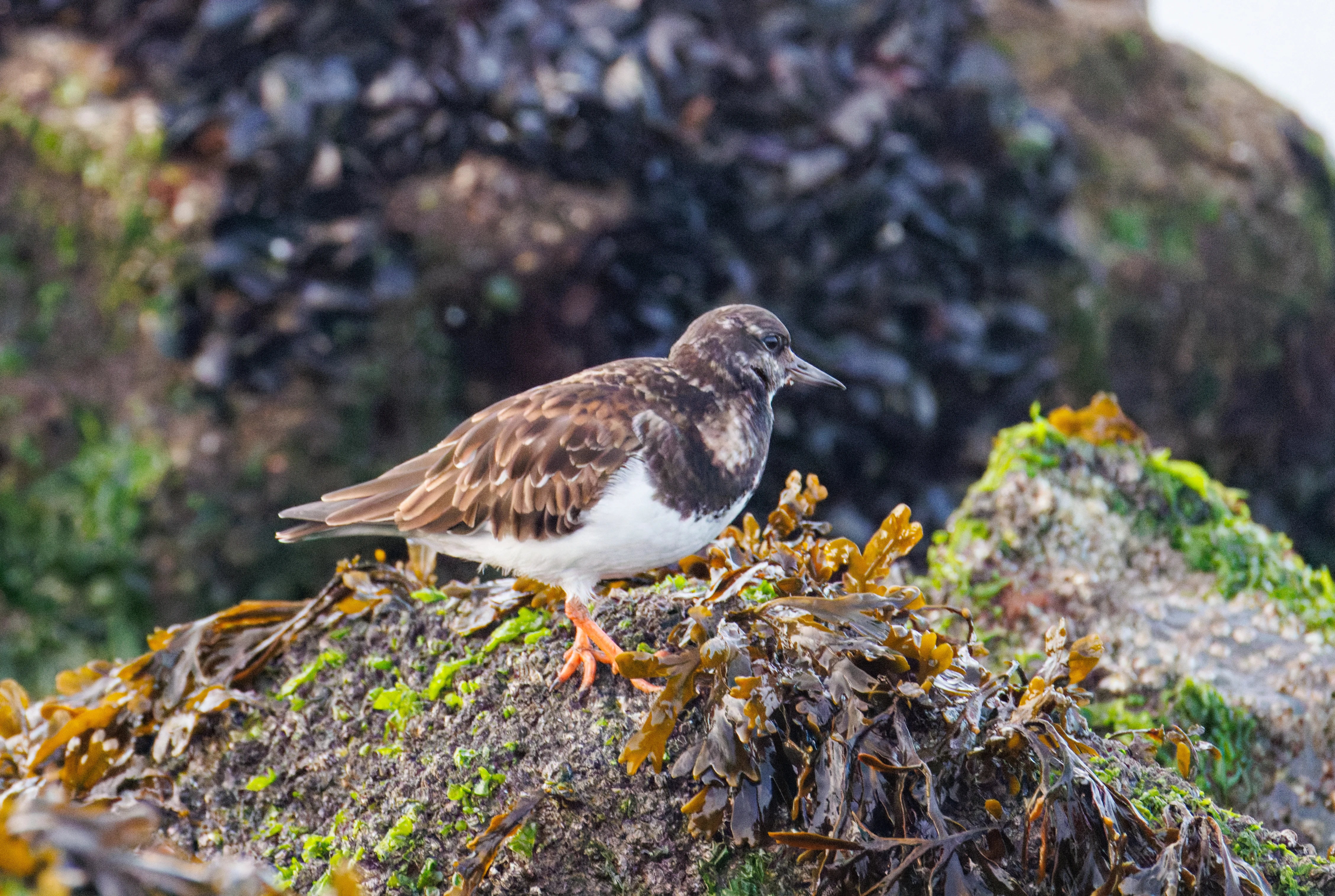 Ruddy Turnstone, Zeeland, Netherlands — photo by Orlando Prugel-Bennett