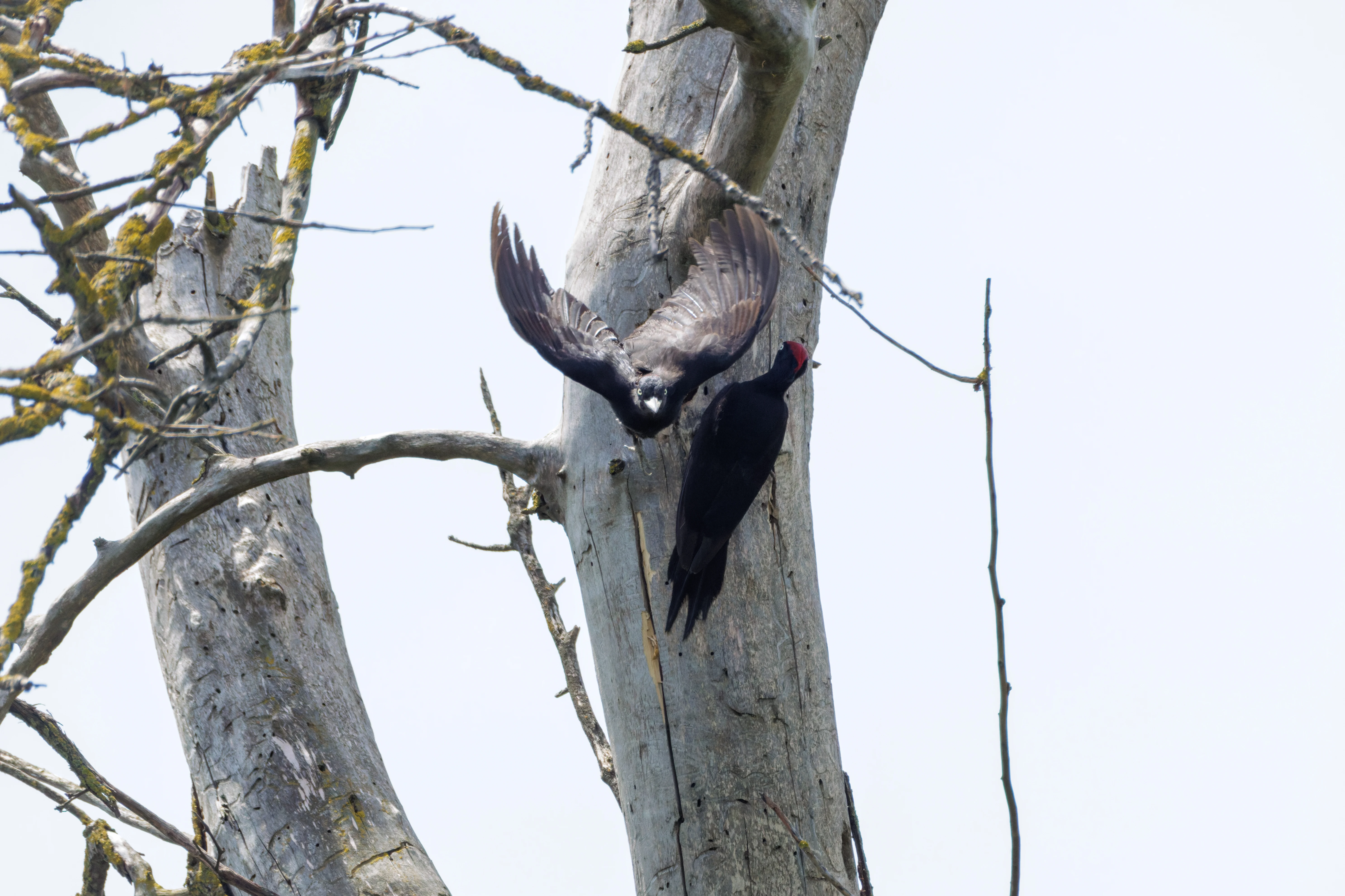 Black Woodpeckers, Danube Delta, Romania — photo by Orlando Prugel-Bennett