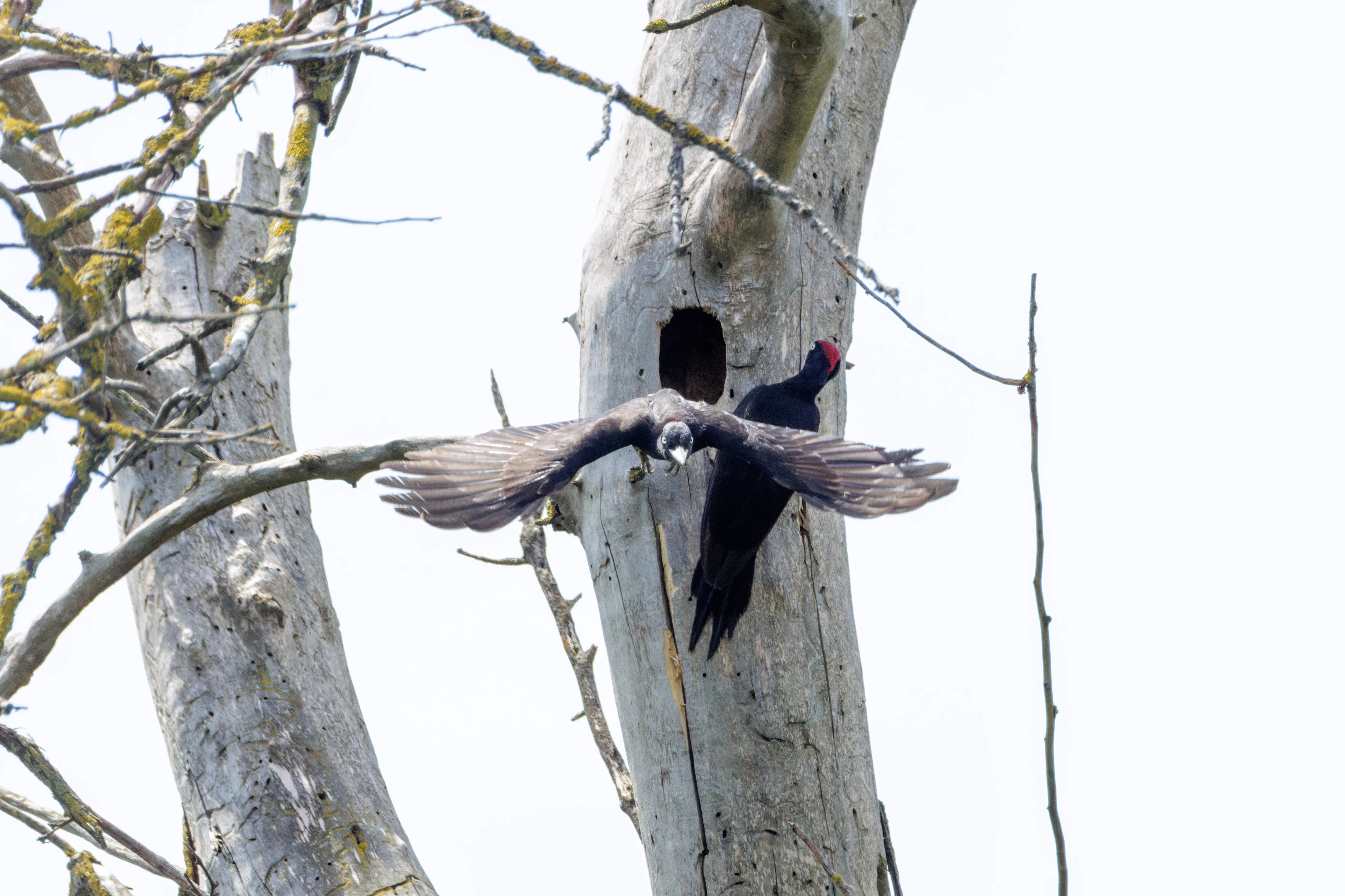Black Woodpeckers, Danube Delta, Romania — photo by Orlando Prugel-Bennett