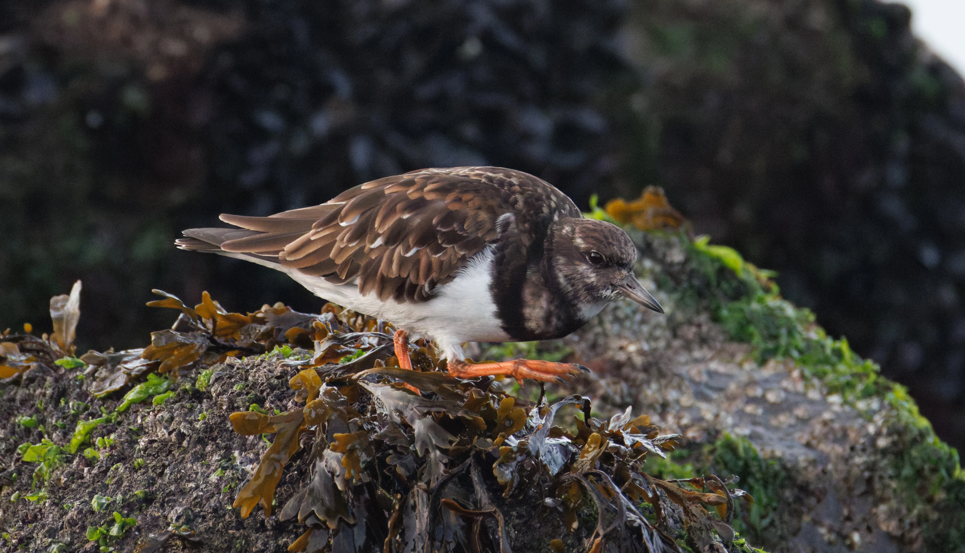 Ruddy Turnstone, Zeeland, Netherlands — photo by Orlando Prugel-Bennett