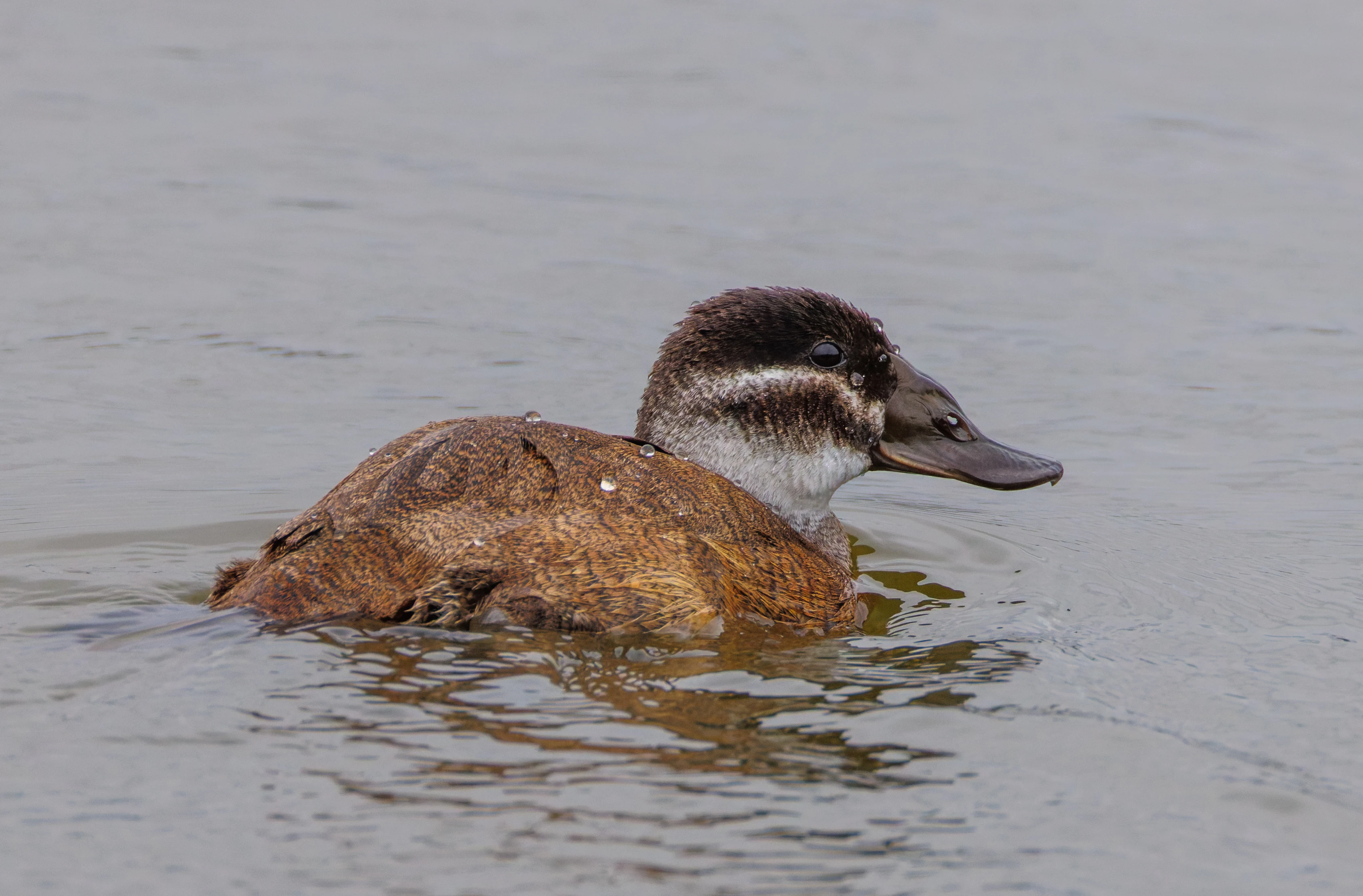 White Headed Duck (Juv), Clot de Galvany, Alicante, Spain — photo by Orlando Prugel-Bennett