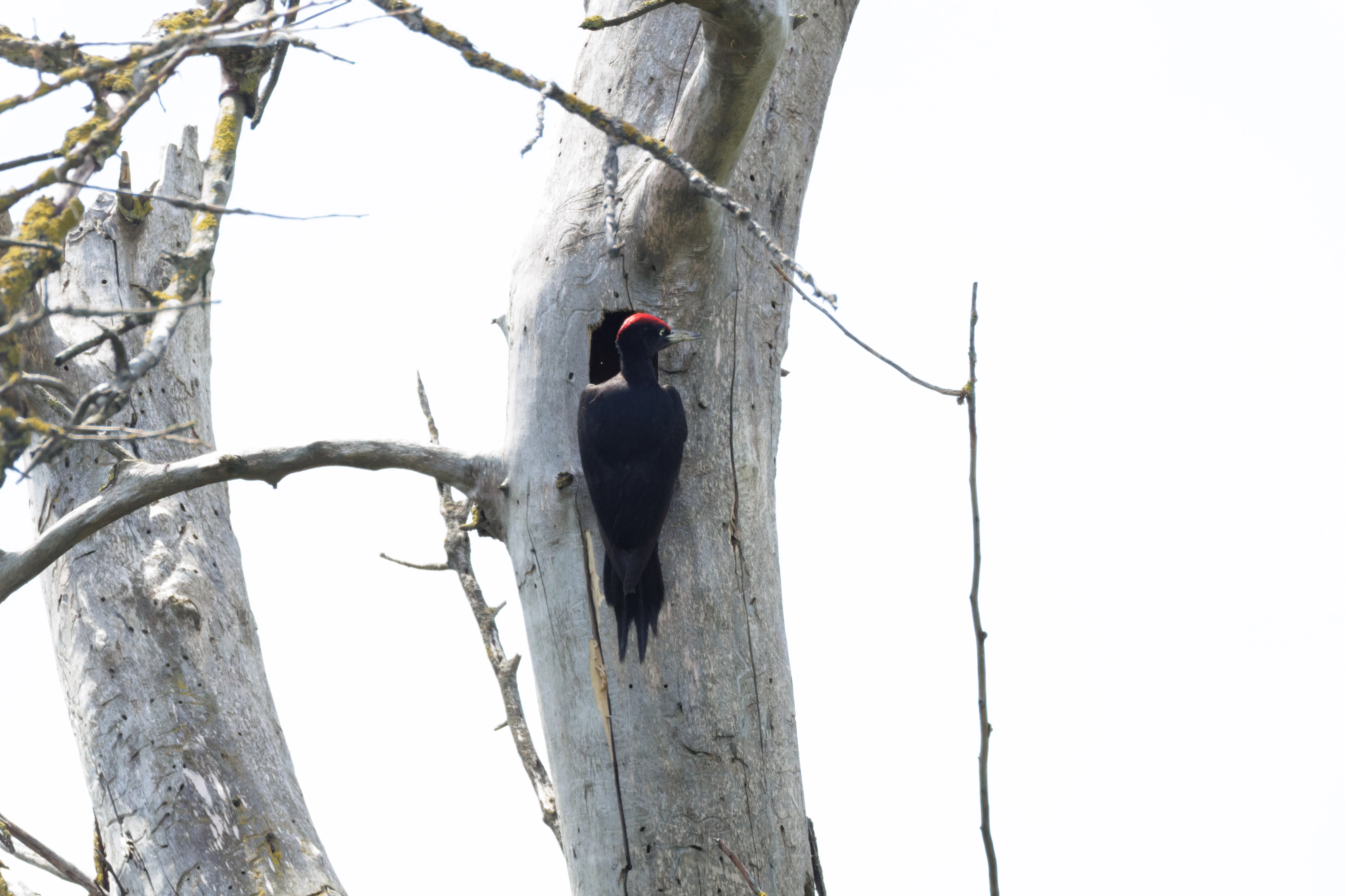 Black Woodpecker, Danube Delta, Romania — photo by Orlando Prugel-Bennett