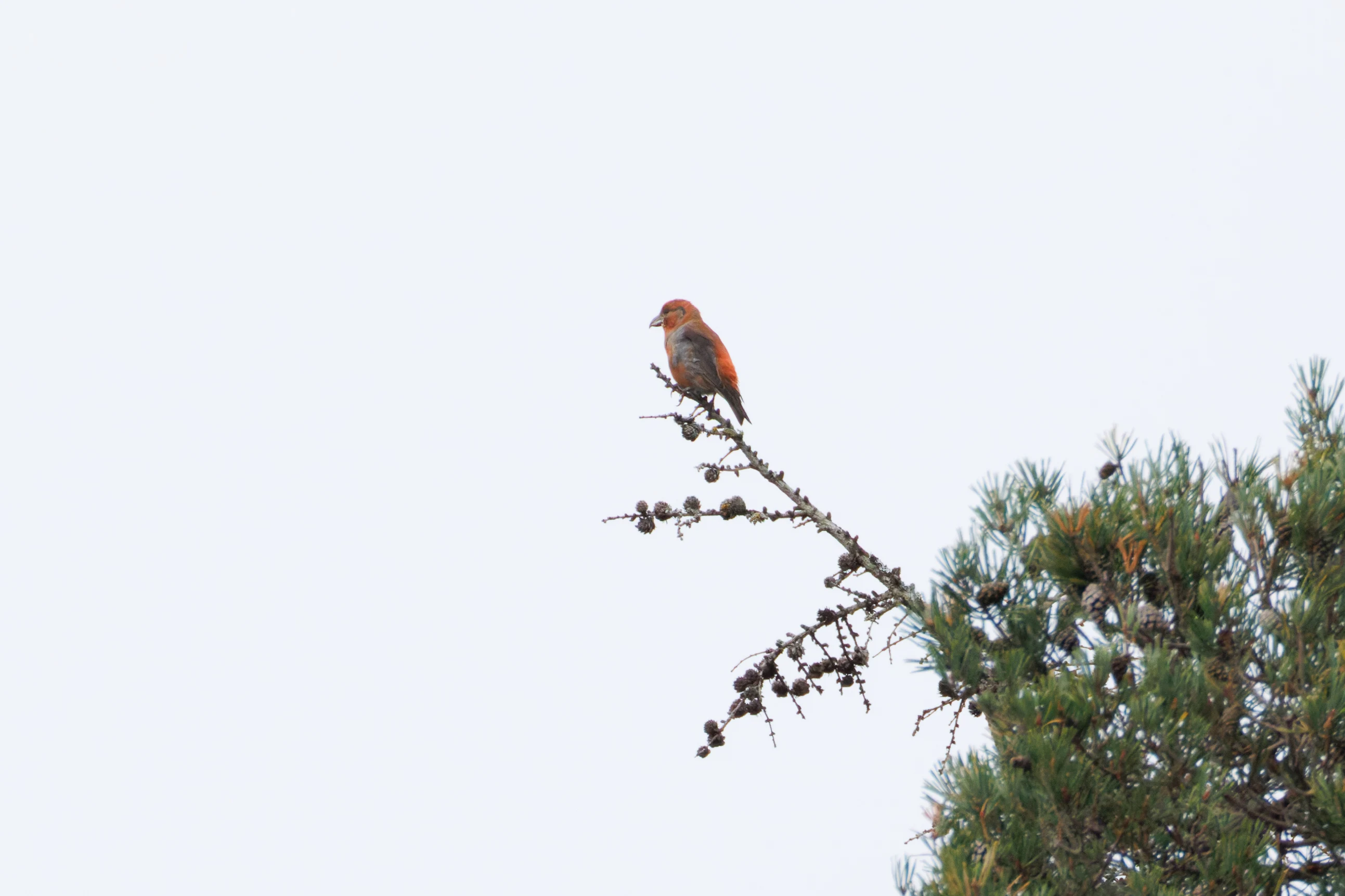 Common Crossbill, Hawkhill, Hampshire, UK — photo by Orlando Prugel-Bennett
