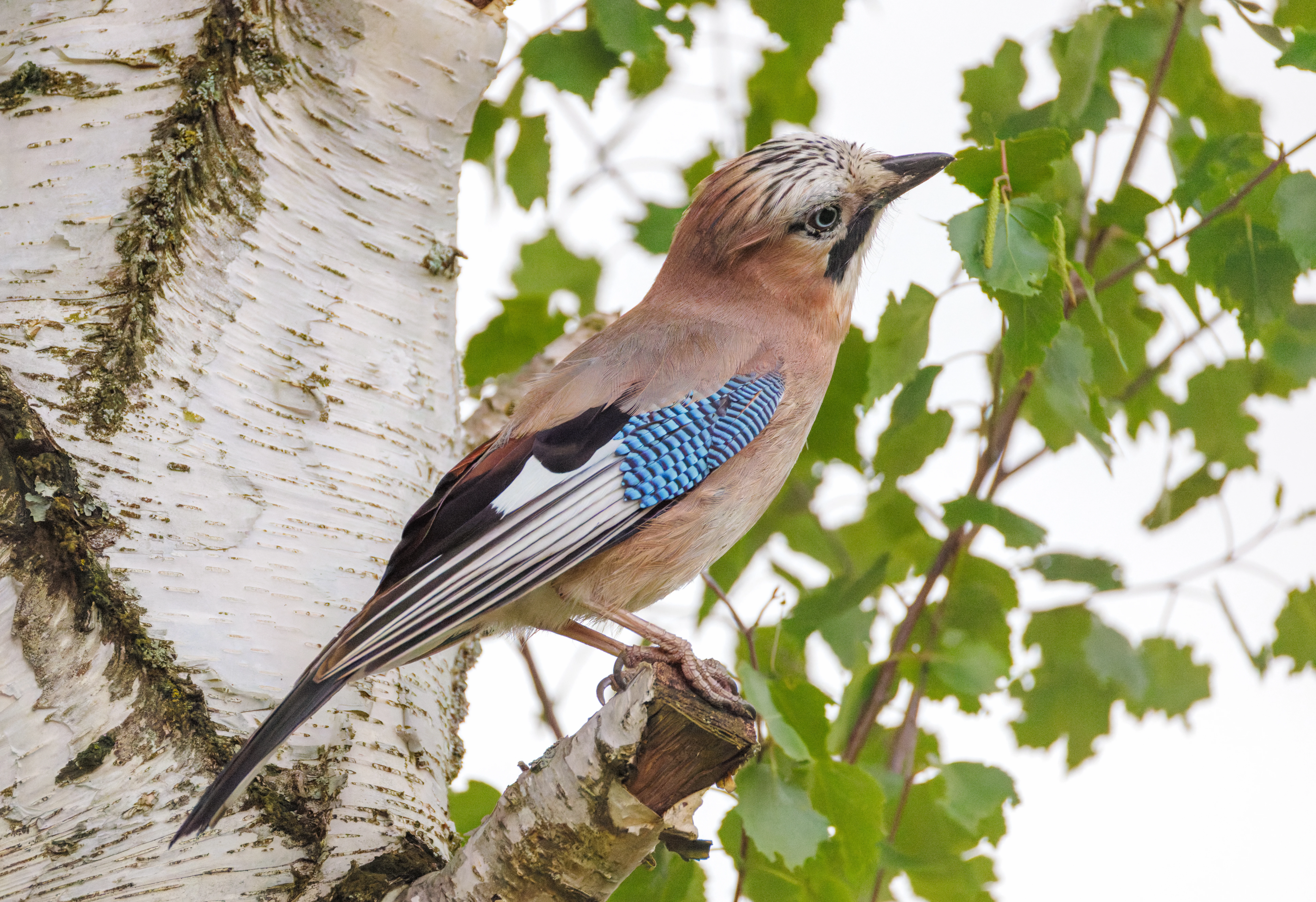Eurasian Jay, Transylvania, Romania — photo by Orlando Prugel-Bennett