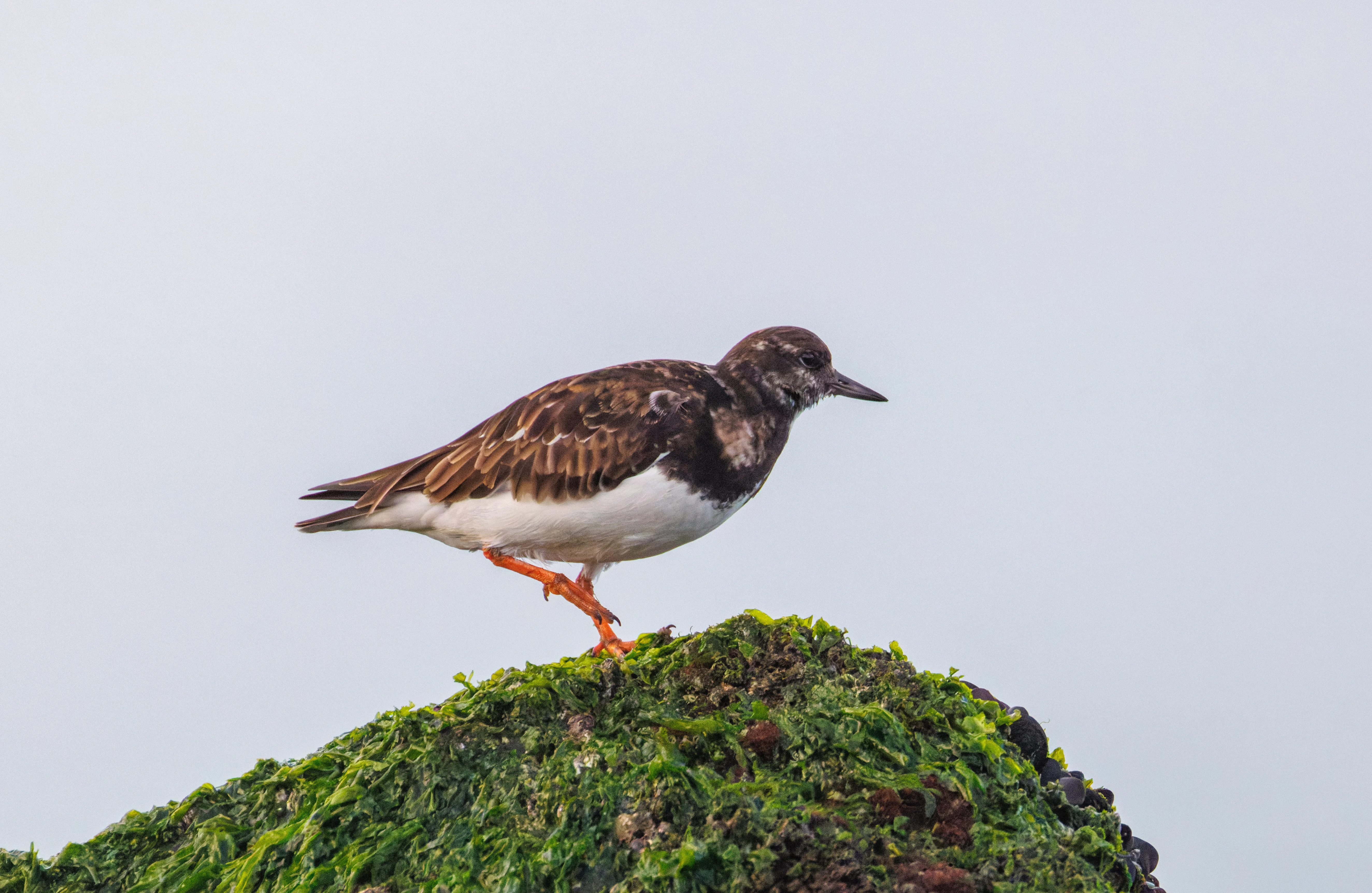 Ruddy Turnstone, Zeeland, Netherlands — photo by Orlando Prugel-Bennett