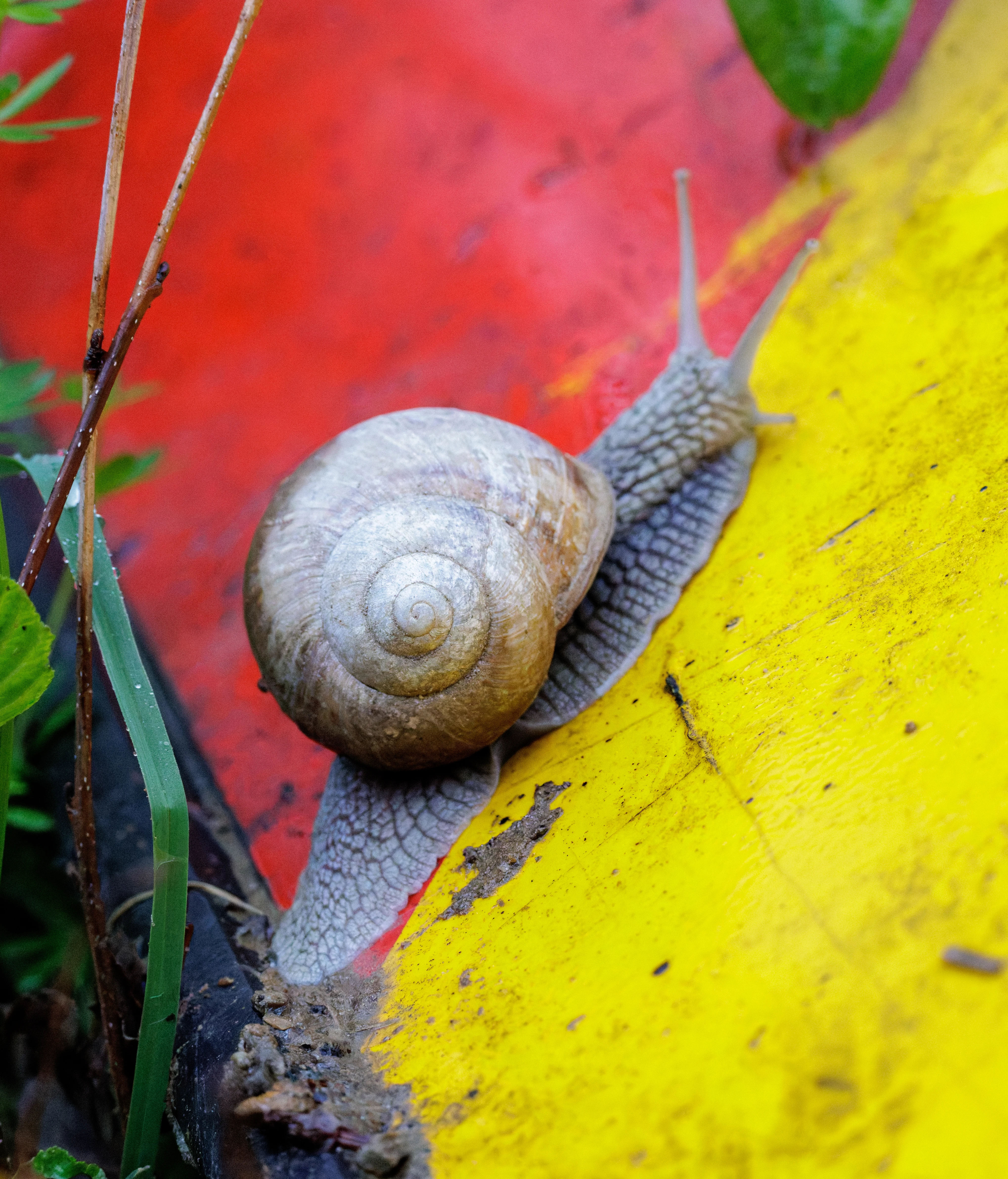 Roman snail, Transylvania, Romania — photo by Orlando Prugel-Bennett