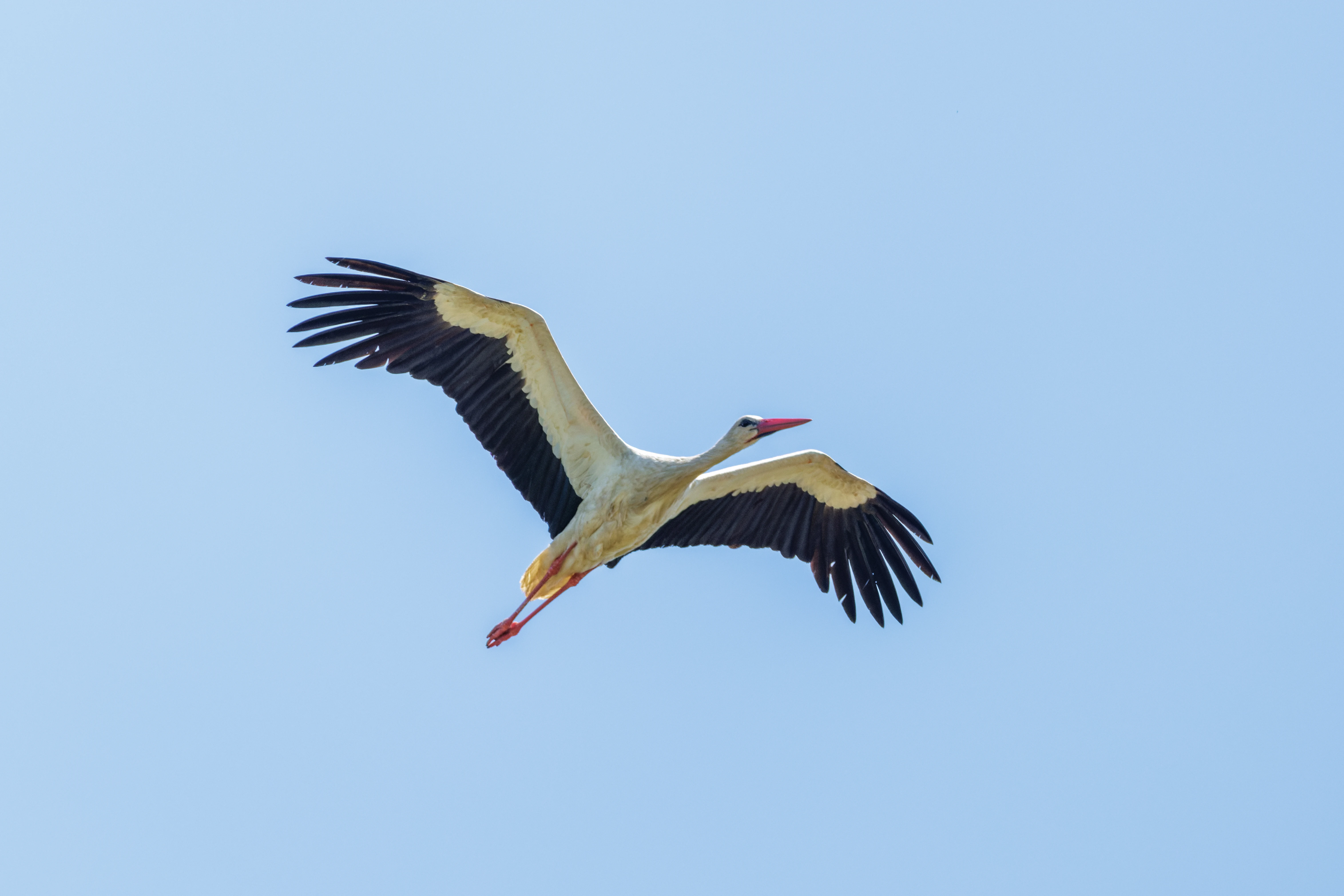 White Stork, Romanian Steppe, Romania — photo by Orlando Prugel-Bennett