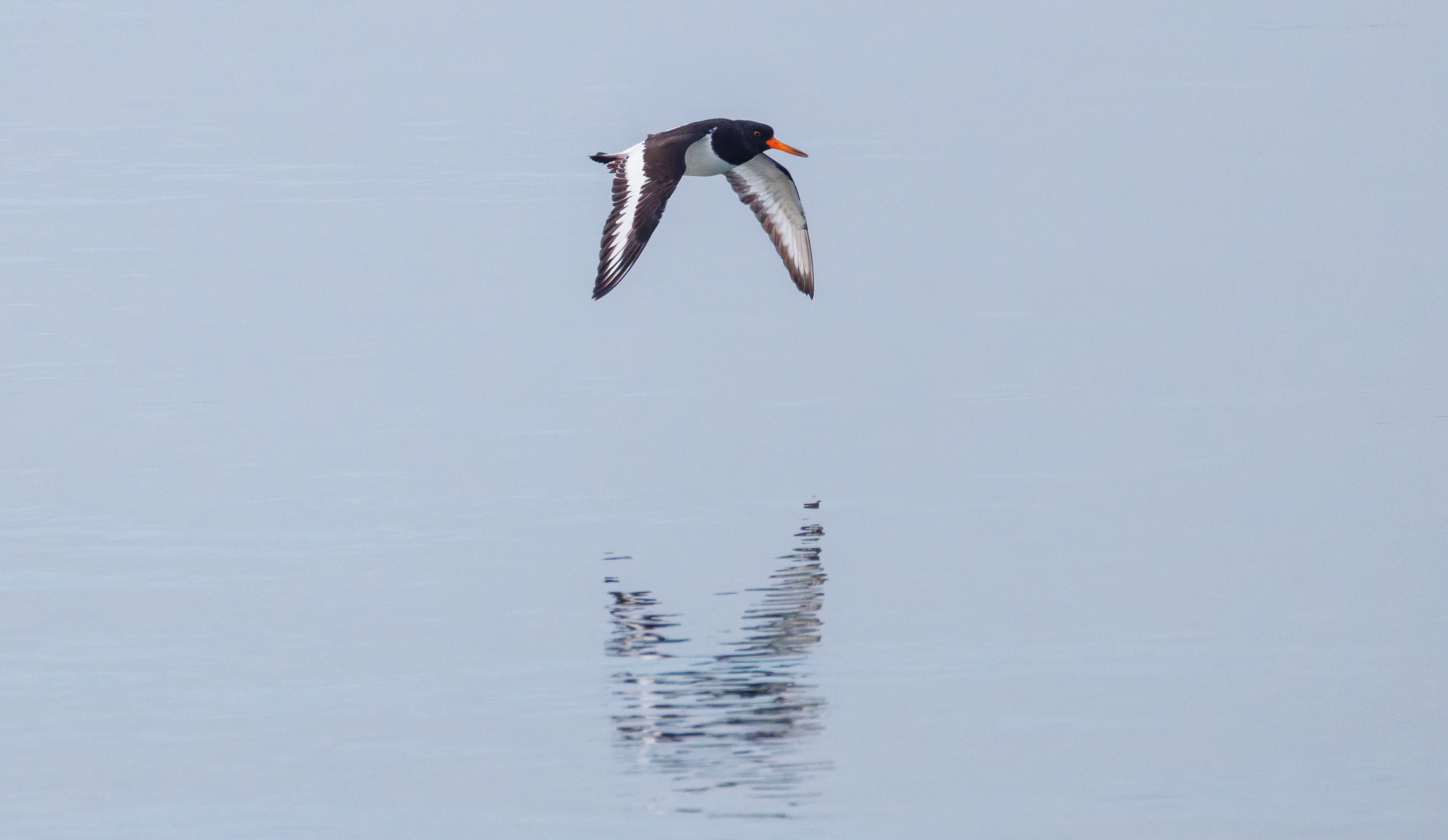 Eurasian Oystercatcher, Zeeland, Netherlands — photo by Orlando Prugel-Bennett