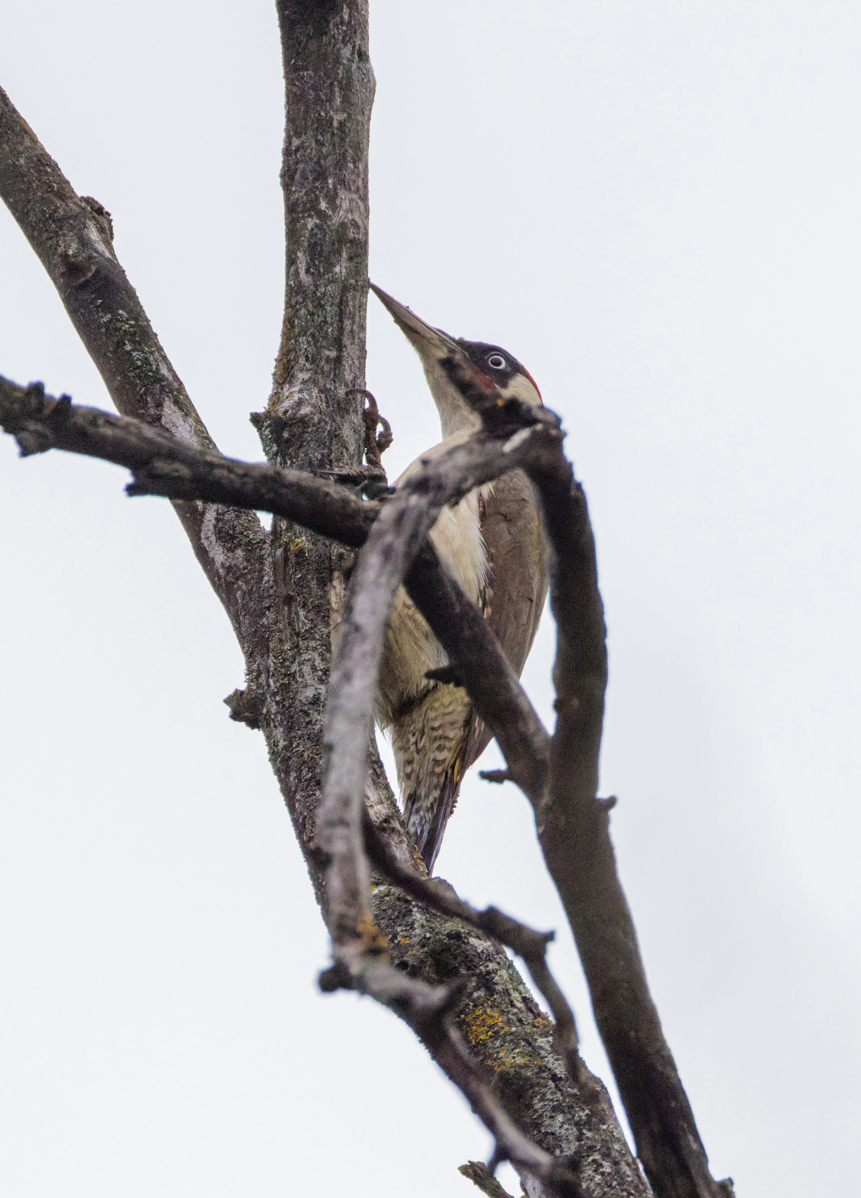 European Green Woodpecker, Transylvania, Romania — photo by Orlando Prugel-Bennett