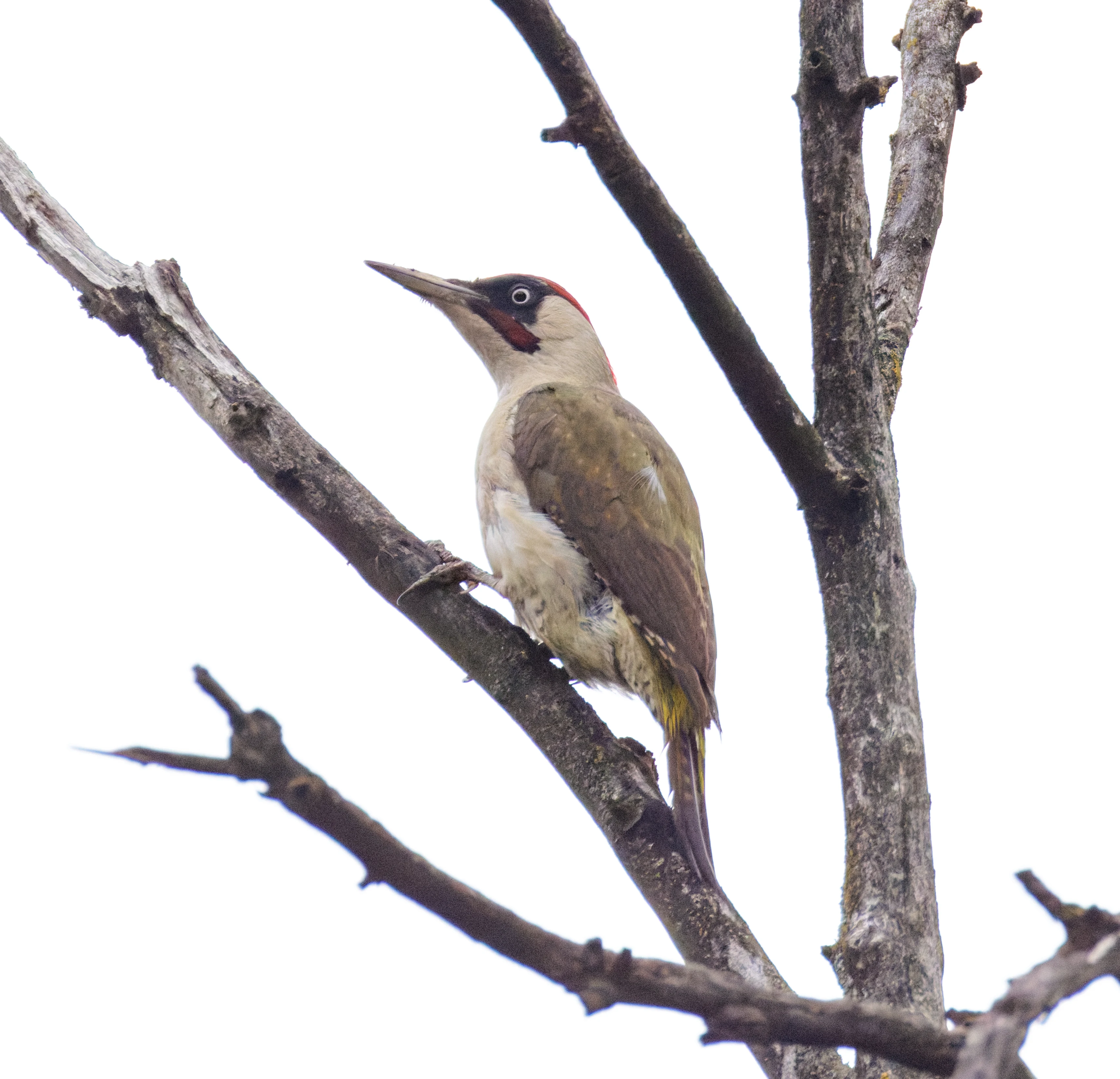 European Green Woodpecker, Transylvania, Romania — photo by Orlando Prugel-Bennett
