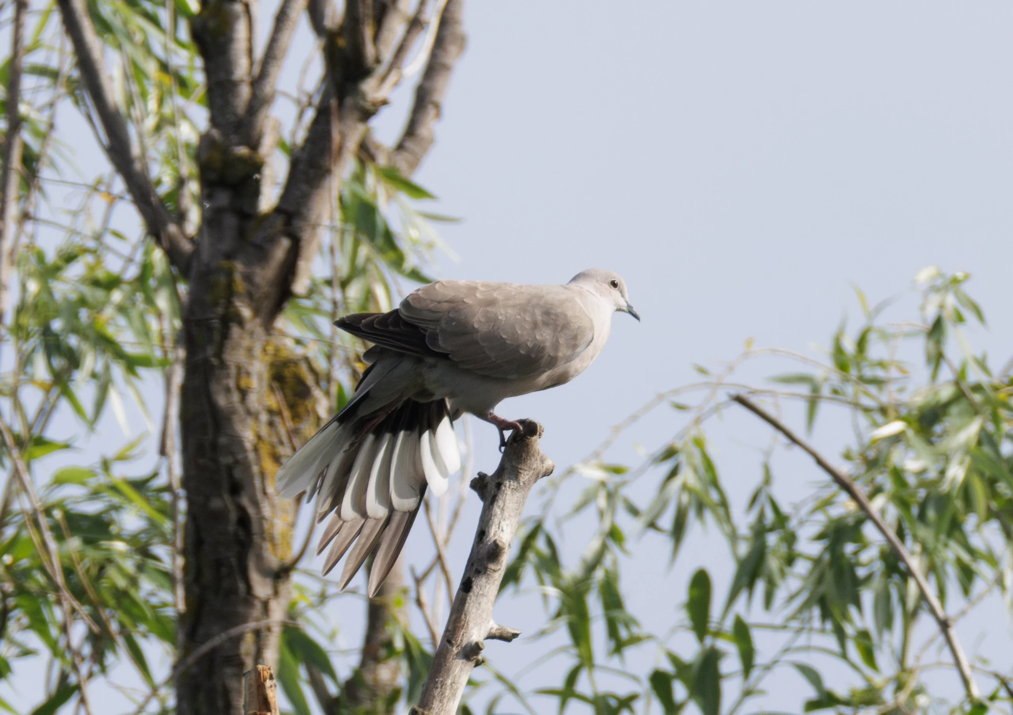 Eurasian Collared Dove, Danube Delta, Romania — photo by Orlando Prugel-Bennett