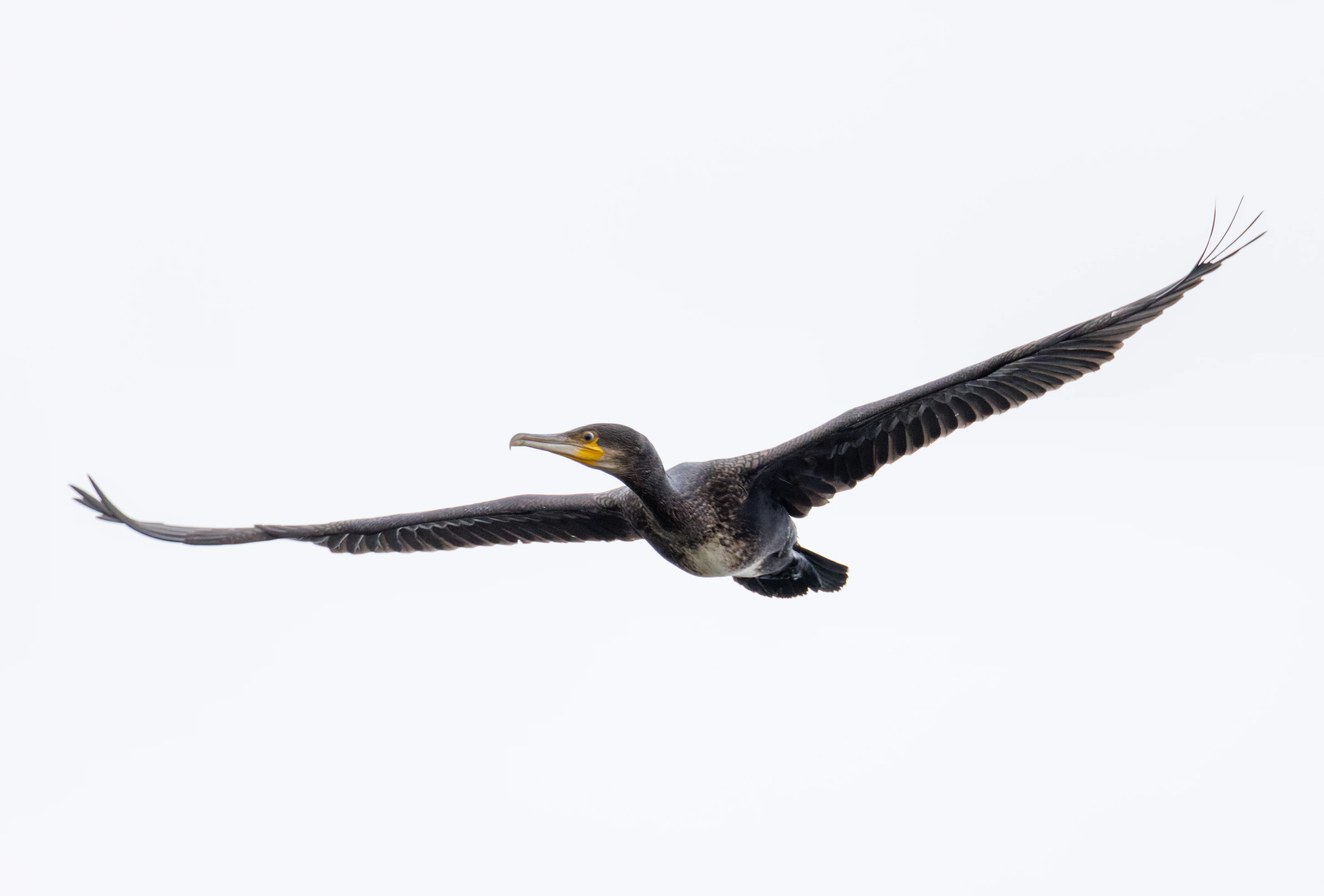 Great Cormorant in flight, Fishlake Meadows, Romsey, Hampshire, UK — photo by Orlando Prugel-Bennett