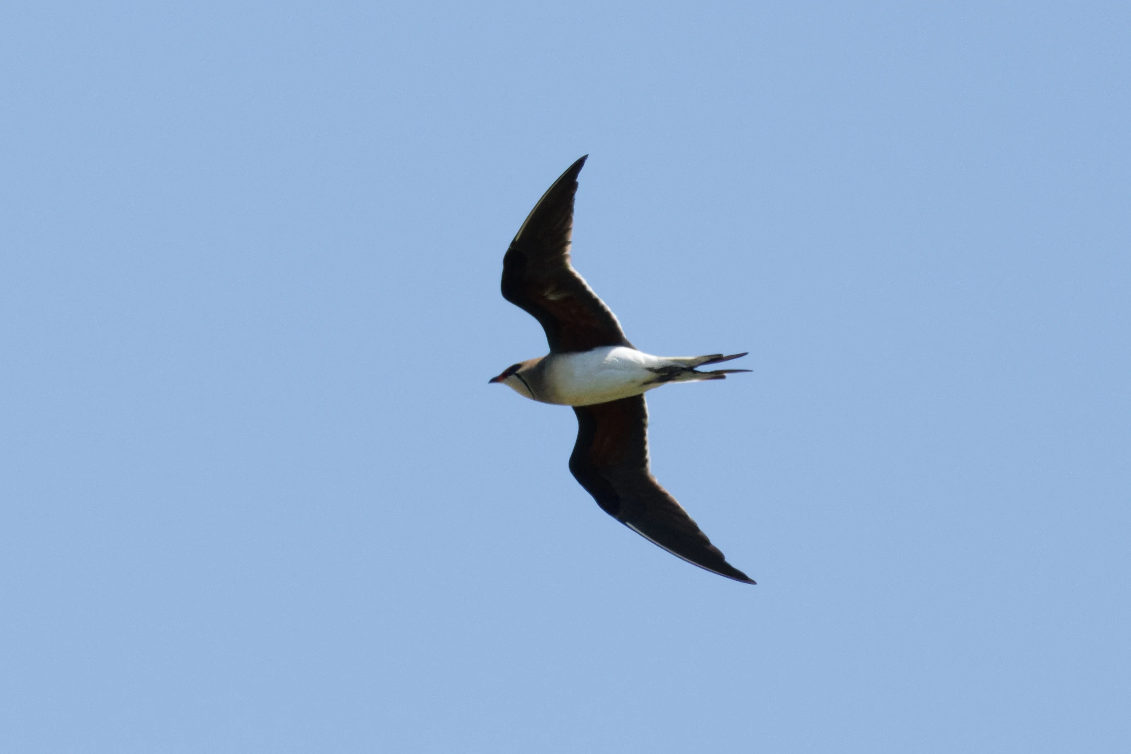 Collared Pratincole, Romanian Steppe, Romania — photo by Orlando Prugel-Bennett