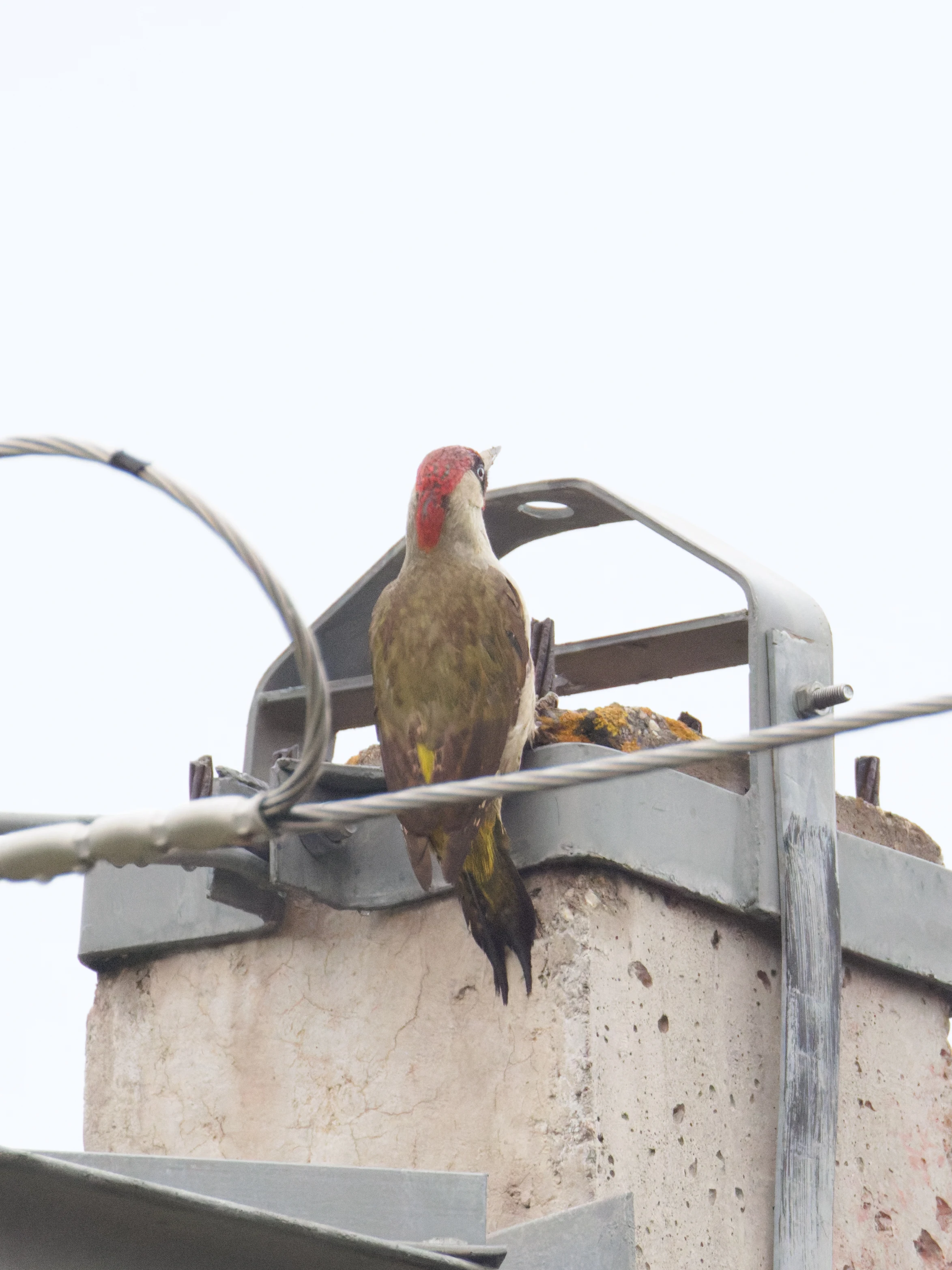 European Green Woodpecker, Transylvania, Romania — photo by Orlando Prugel-Bennett