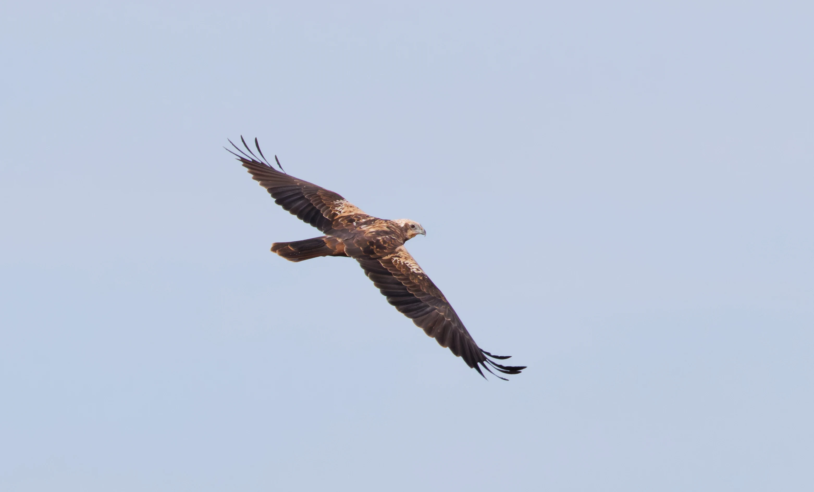 Western Marsh Harrier, El Hondo, Spain — photo by Orlando Prugel-Bennett