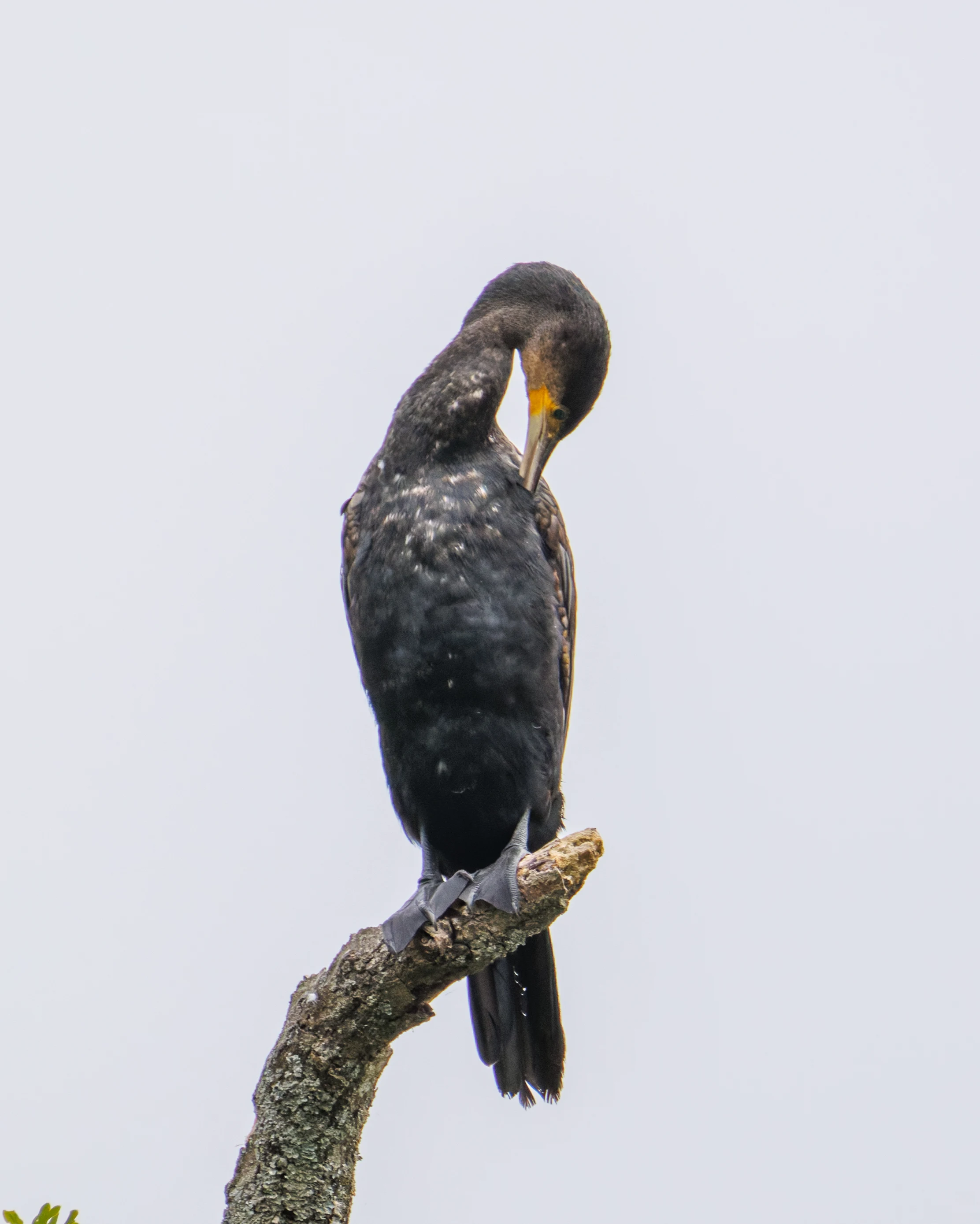 Great Cormorant, Dogmersfield, Hampshire, UK — photo by Orlando Prugel-Bennett
