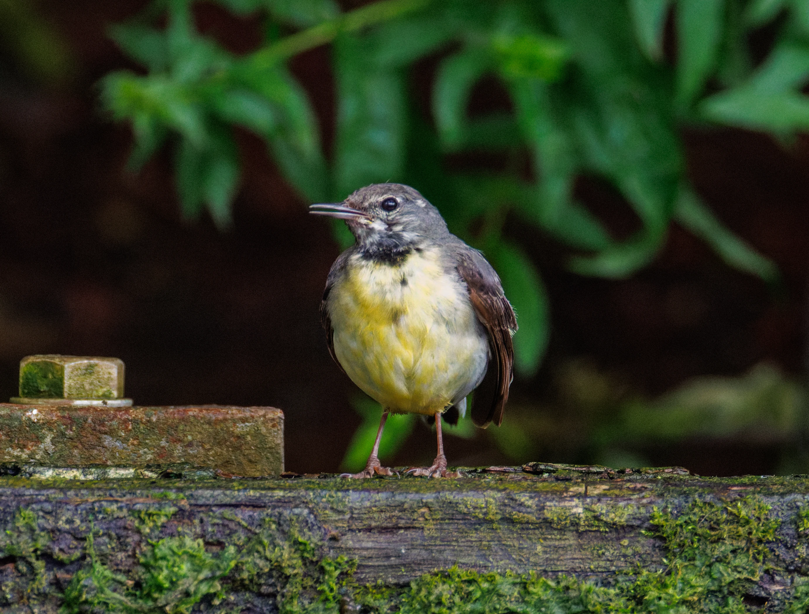 Grey Wagtail, Culham, Oxfordshire, UK — photo by Orlando Prugel-Bennett
