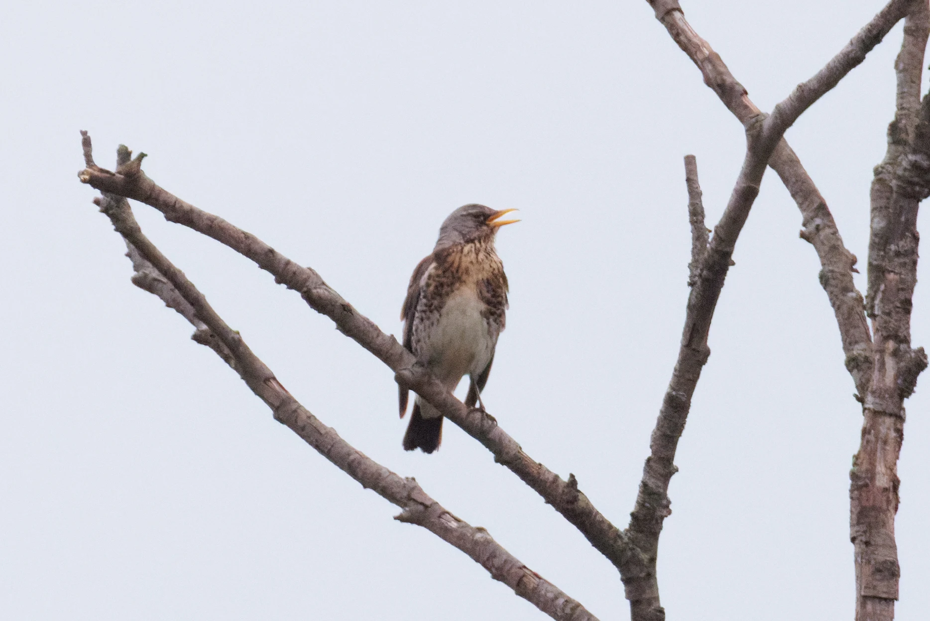 Fieldfare, Transylvania, Romania — photo by Orlando Prugel-Bennett