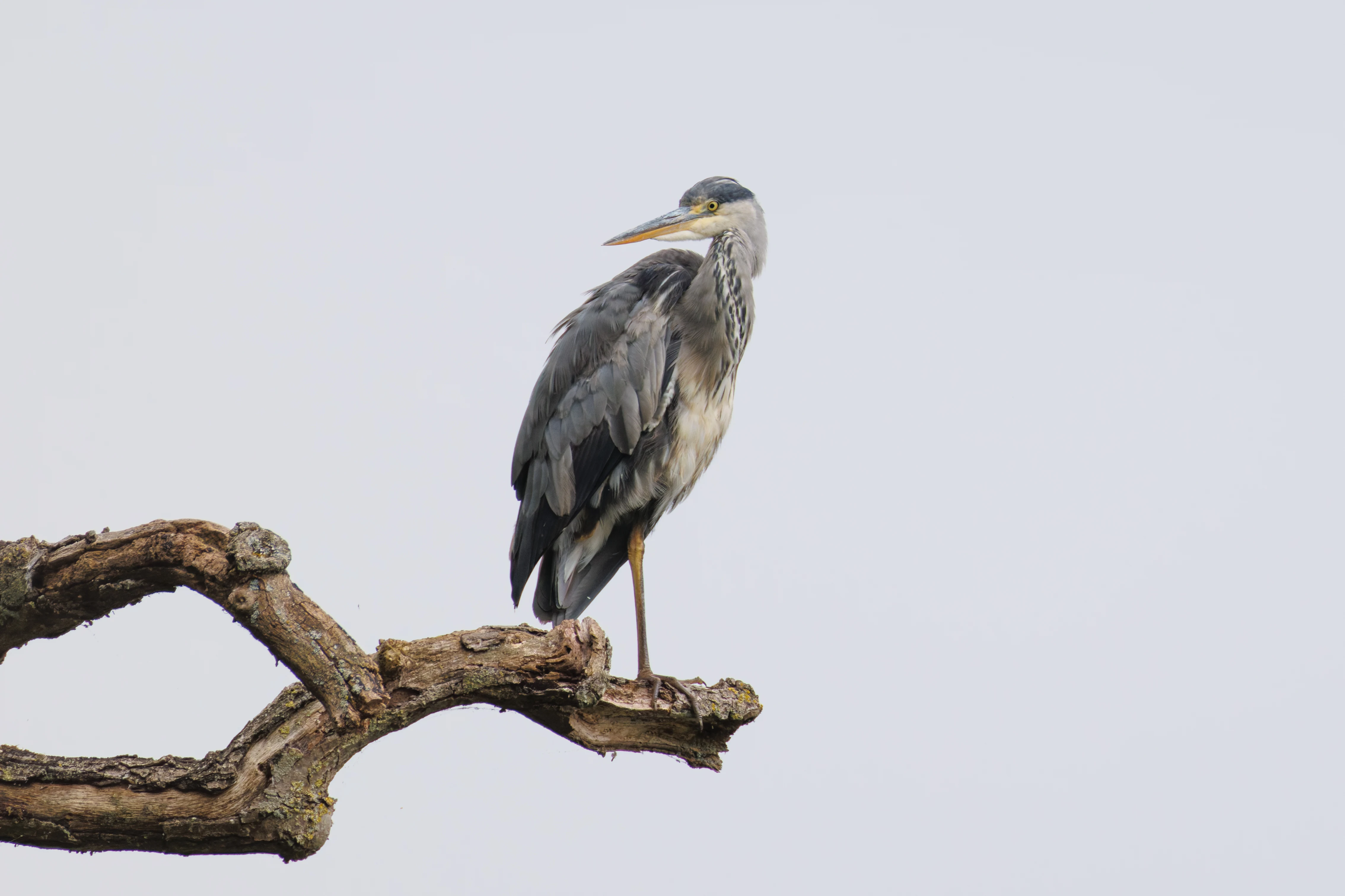Grey Heron, Dogmersfield, Hampshire, UK — photo by Orlando Prugel-Bennett