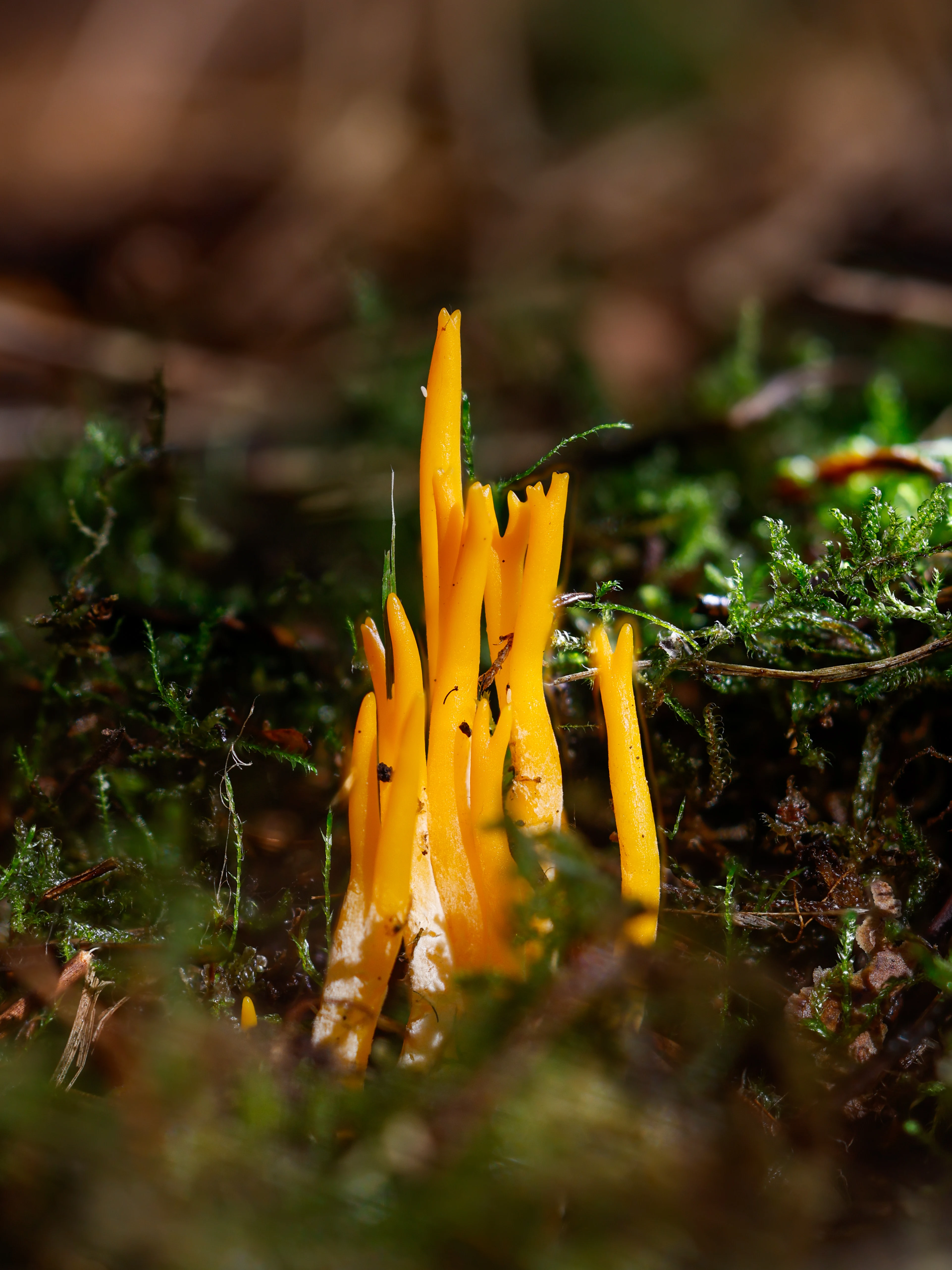 Yellow Stagshorn Fungus, Hawkhill Enclosure, Hampshire, UK — photo by Orlando Prugel-Bennett