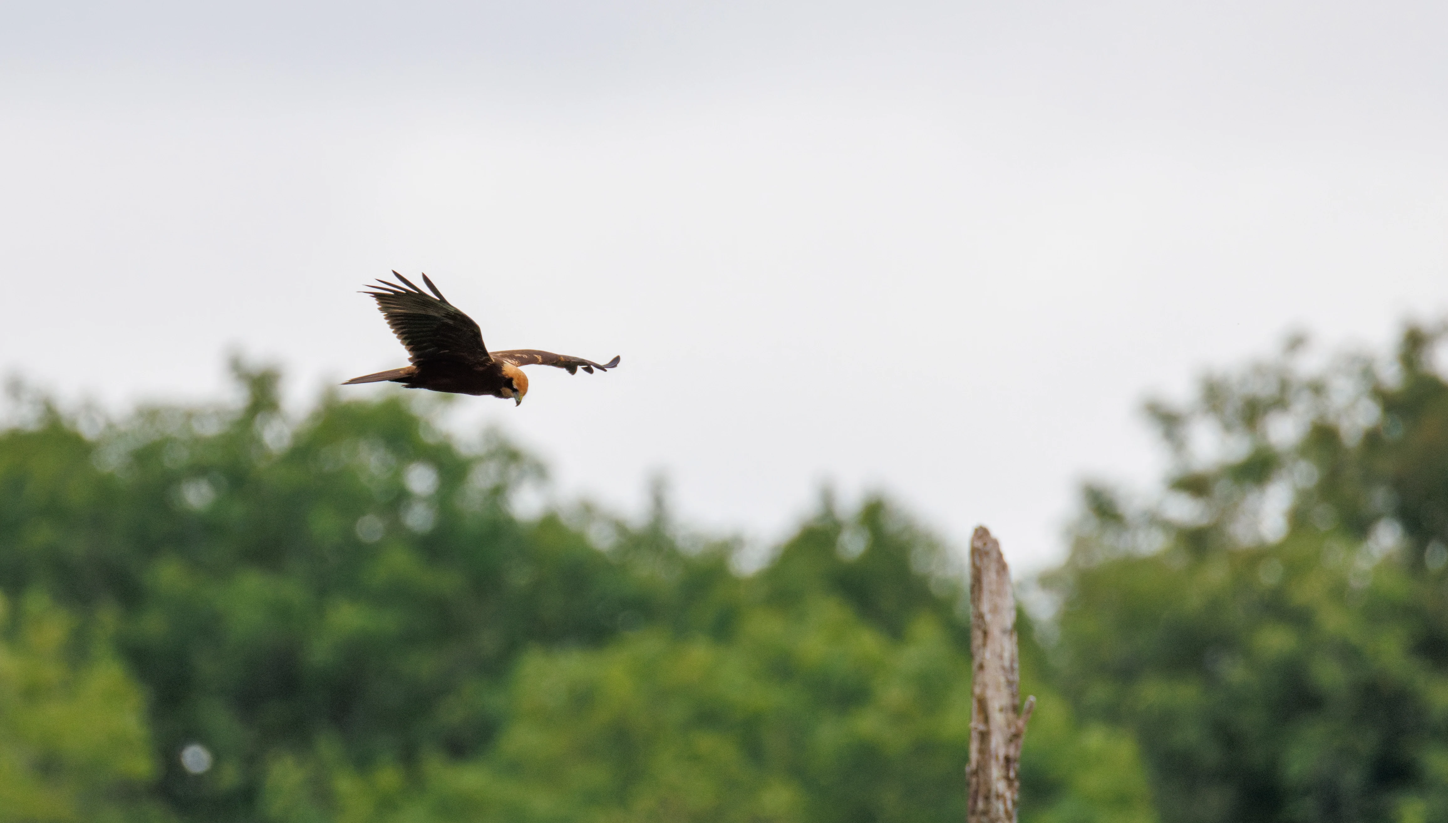 Western Marsh Harrier, Fishlake Meadows, Romsey, Hampshire, UK — photo by Orlando Prugel-Bennett