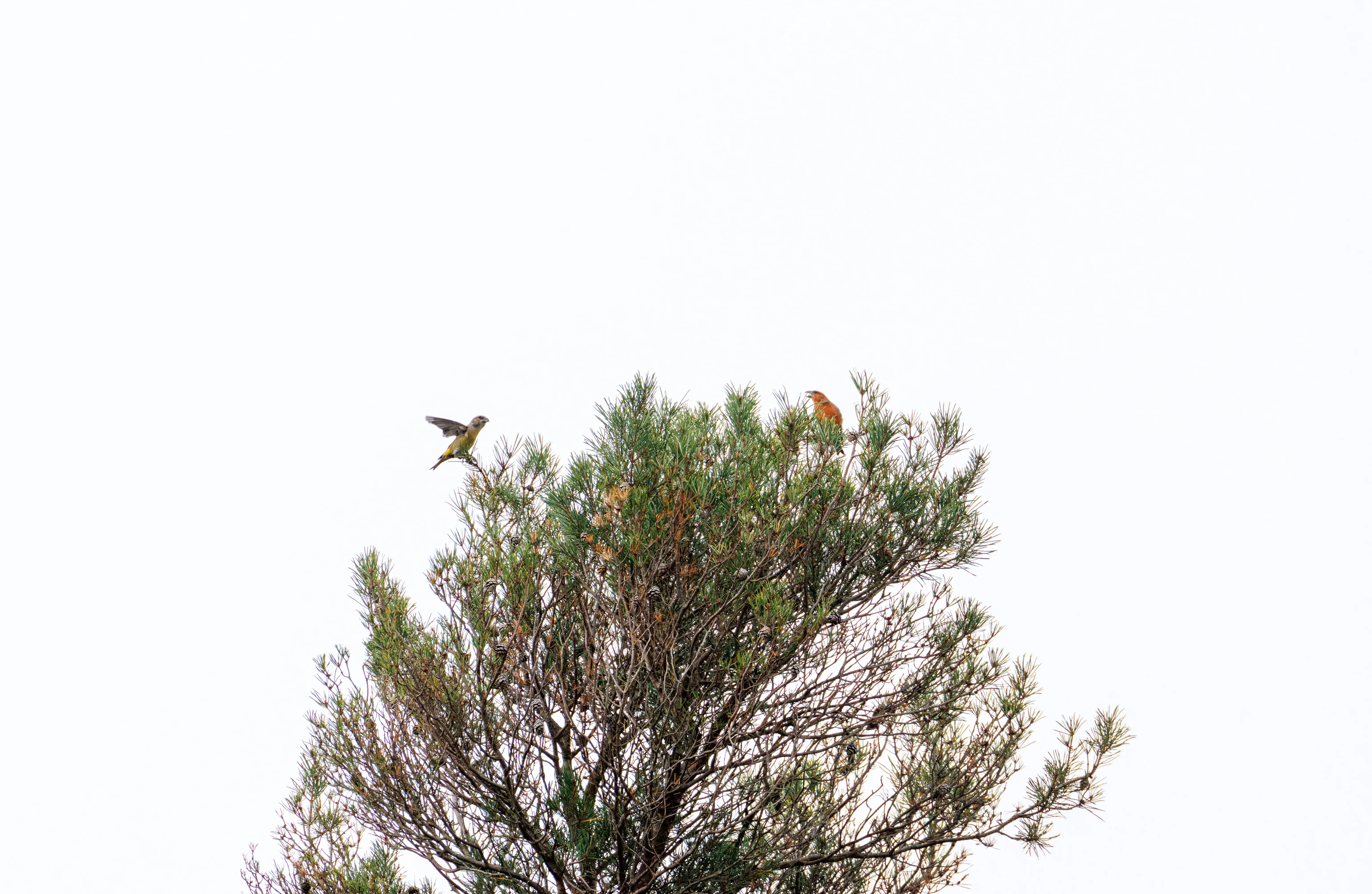 Common Crossbills, Hawkhill, Hampshire, UK — photo by Orlando Prugel-Bennett
